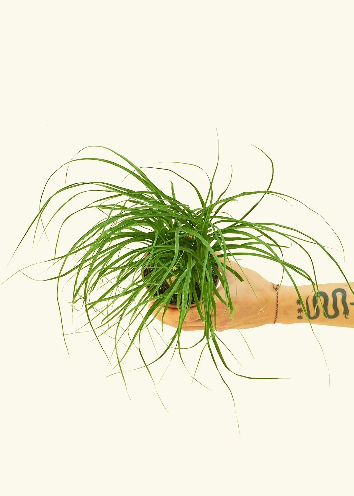 Ponytail Palm - Image 3