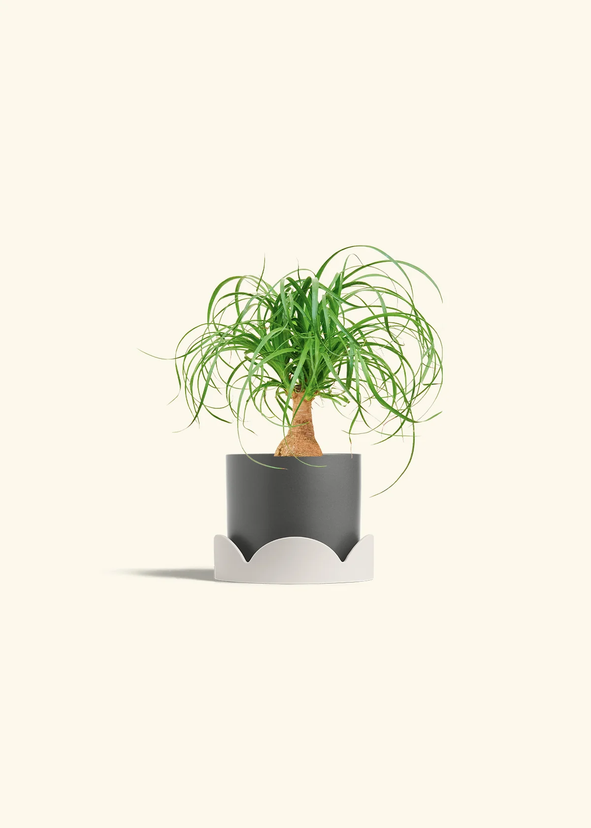 Ponytail Palm - Image 30