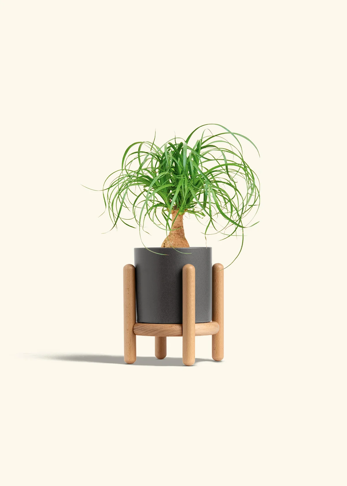 Ponytail Palm - Image 31