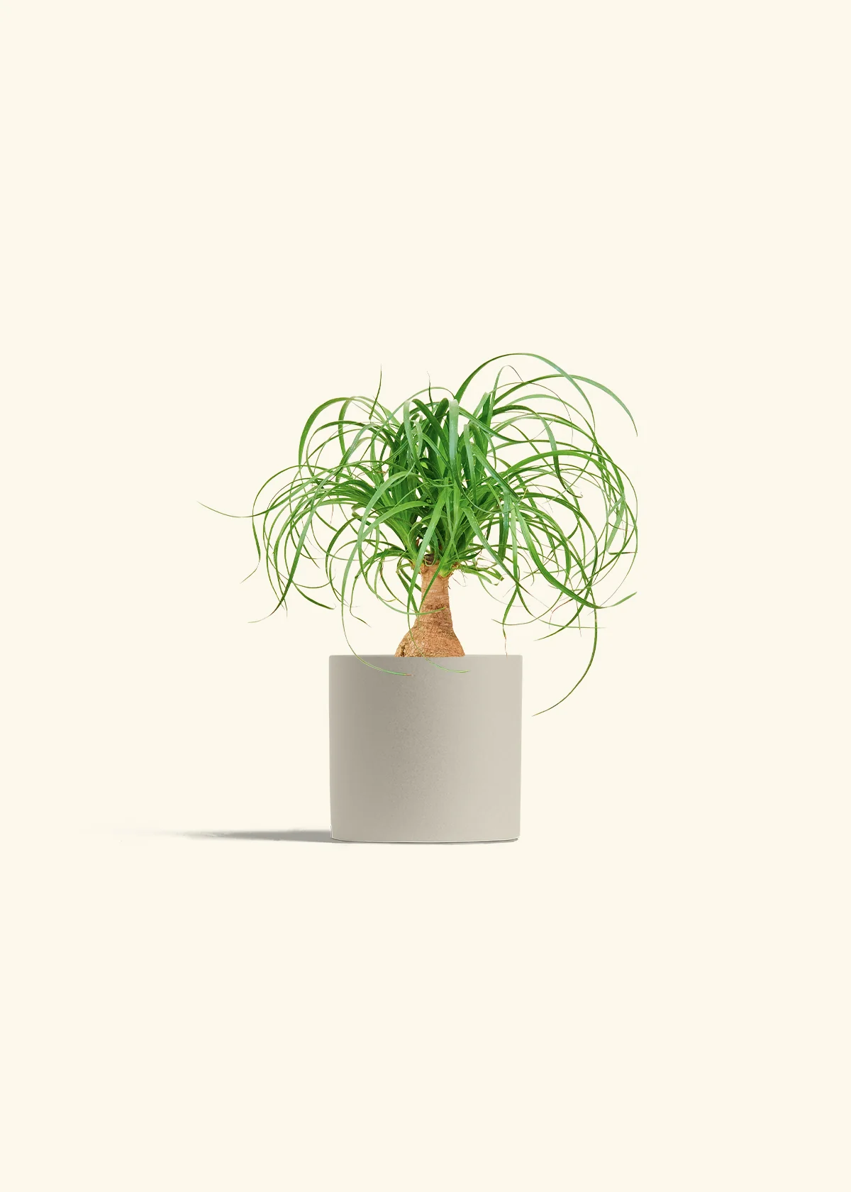 Ponytail Palm - Image 32