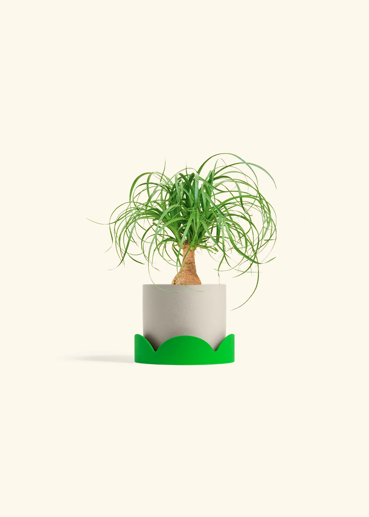 Ponytail Palm - Image 33