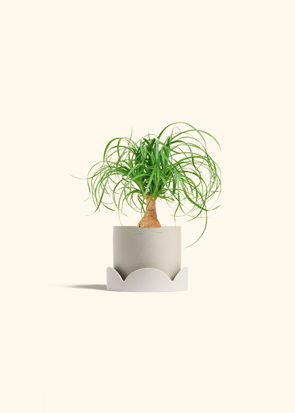 Ponytail Palm - Image 34