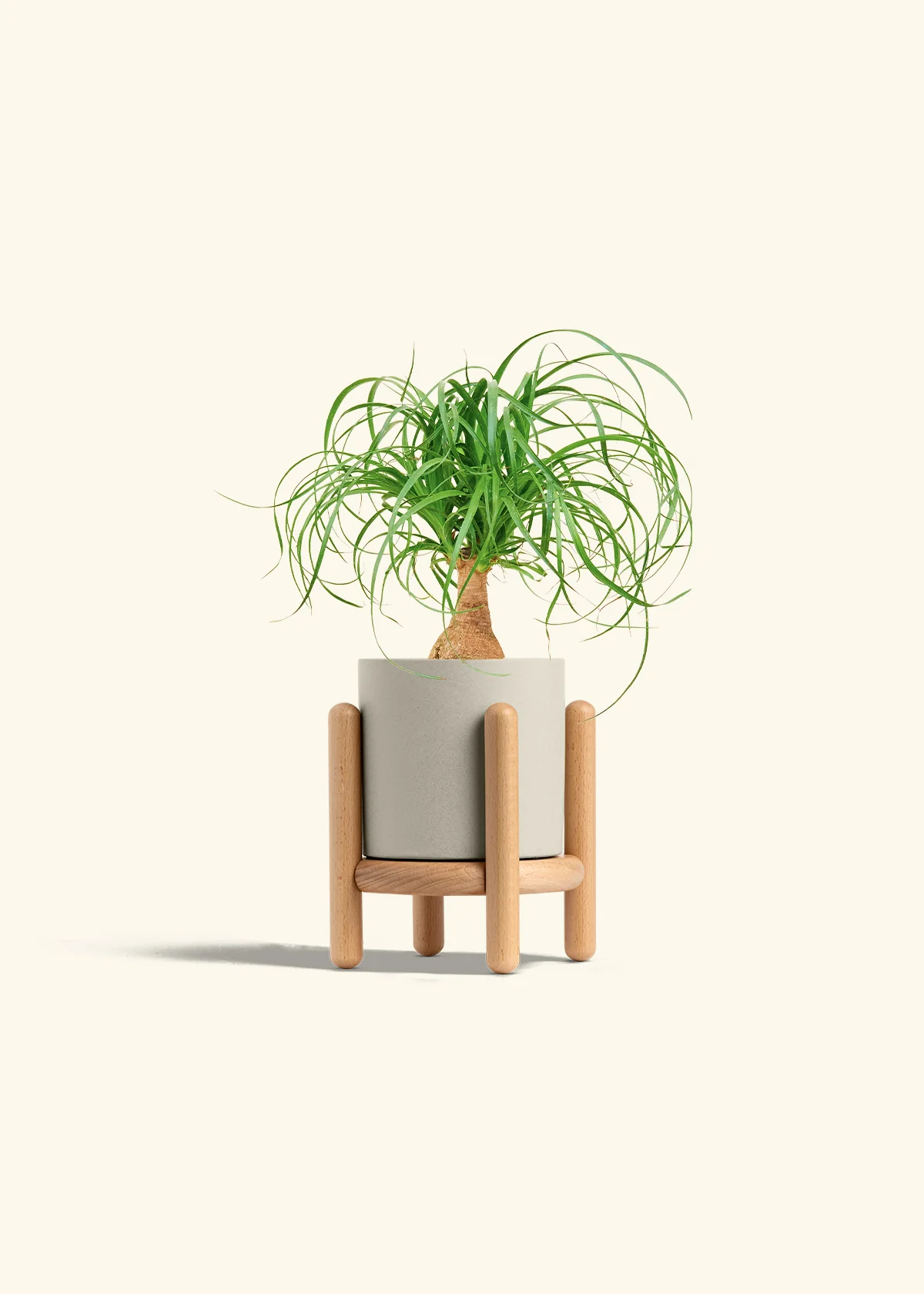 Ponytail Palm - Image 35