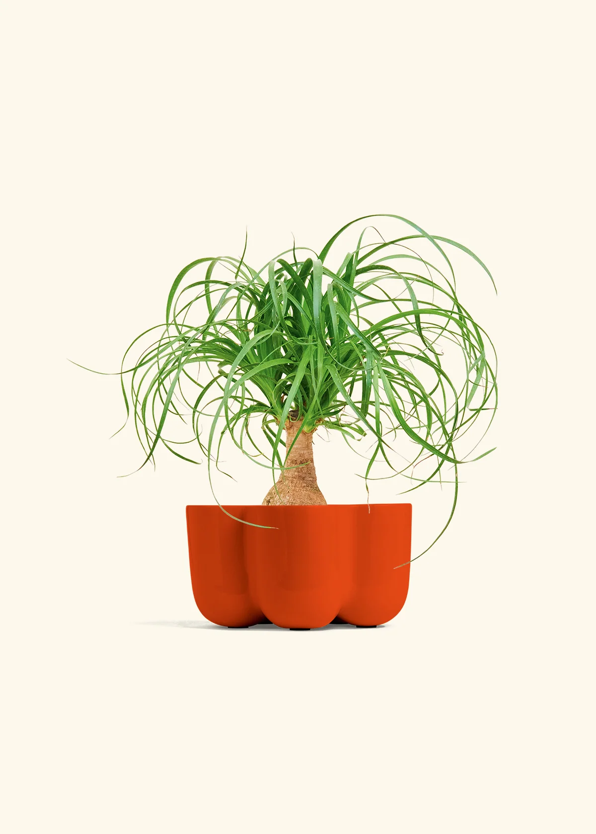 Ponytail Palm - Image 36