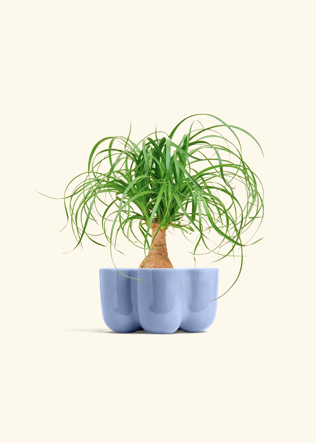Ponytail Palm - Image 37