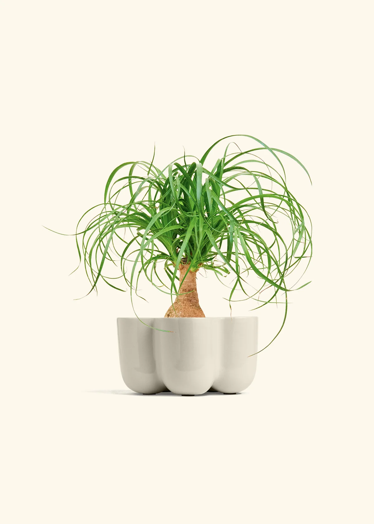 Ponytail Palm - Image 38