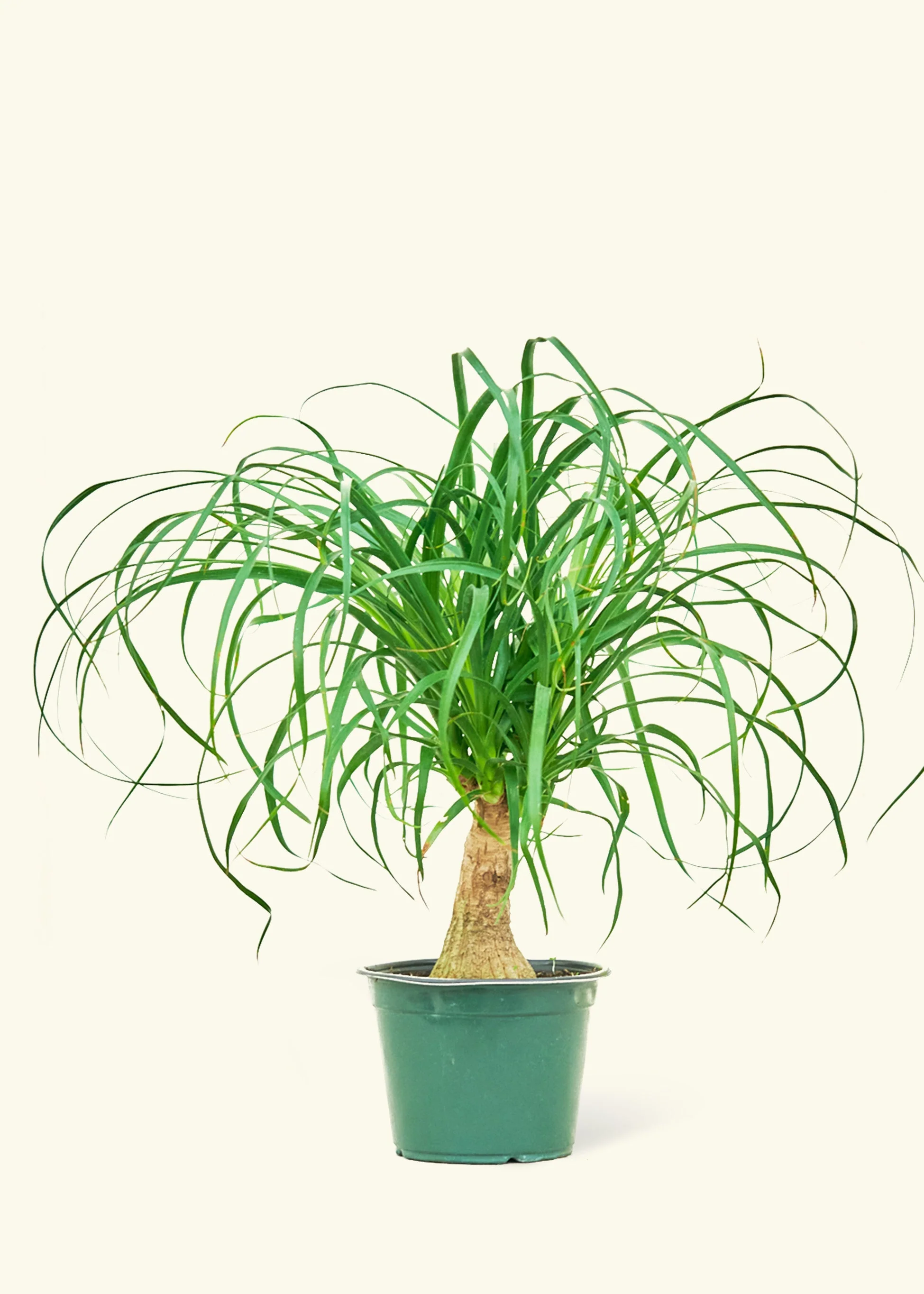 Ponytail Palm - Image 39