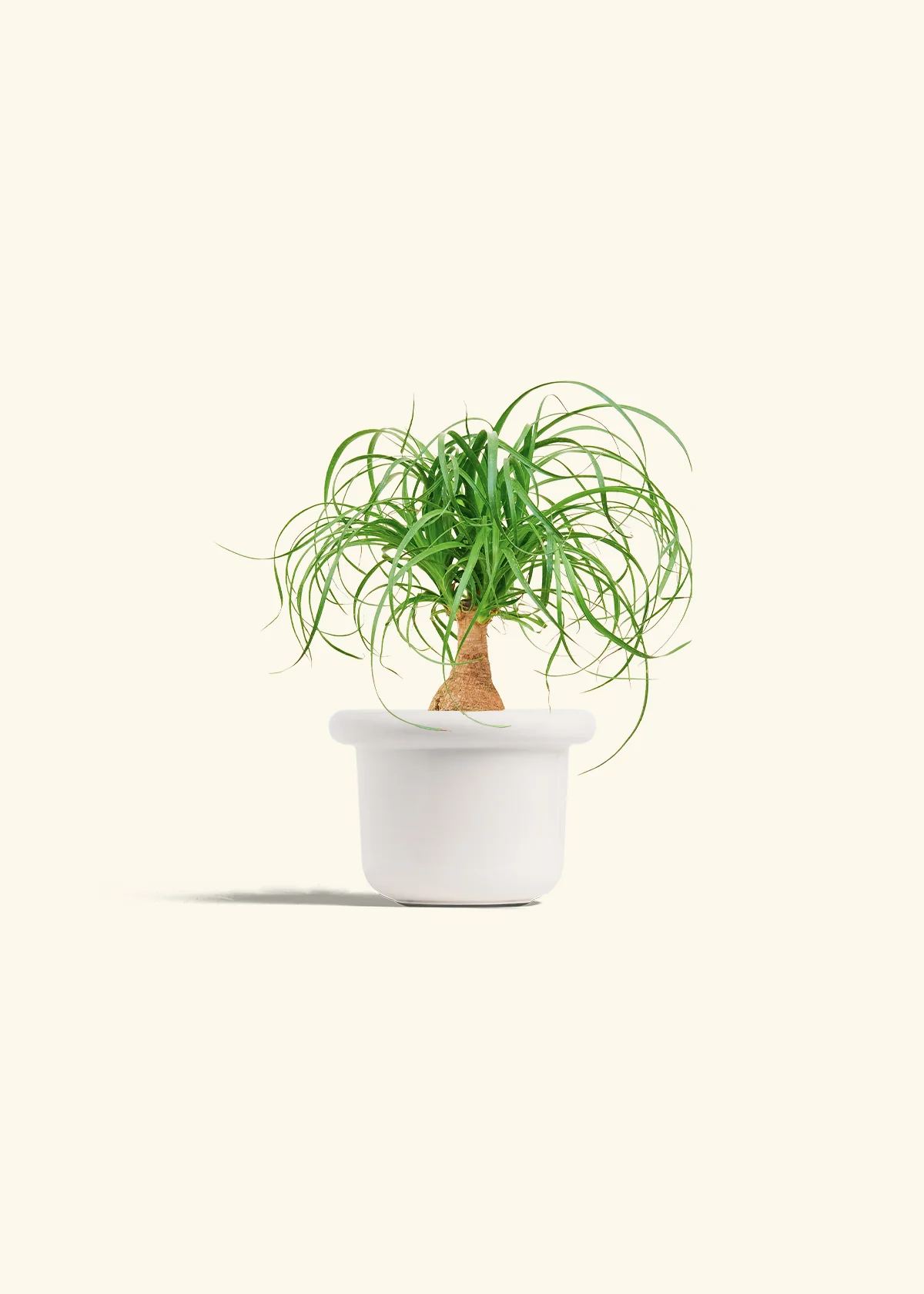 Ponytail Palm - Image 4