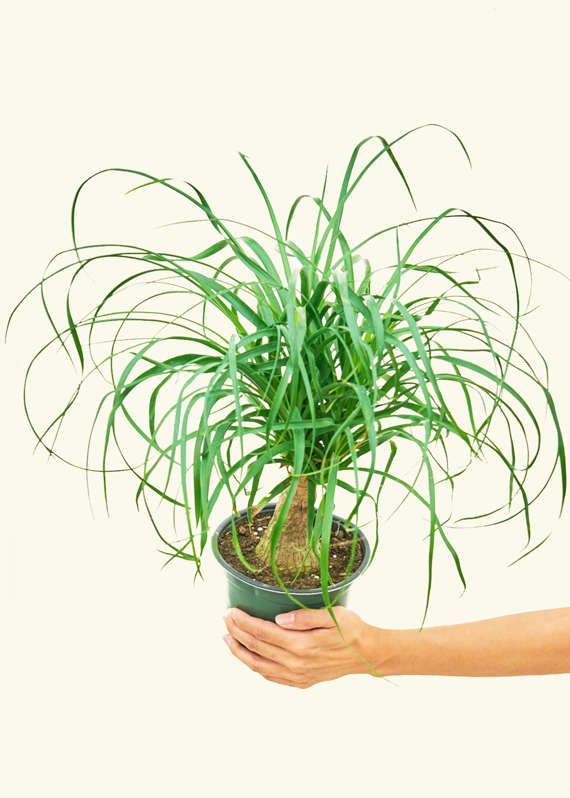 Ponytail Palm - Image 40
