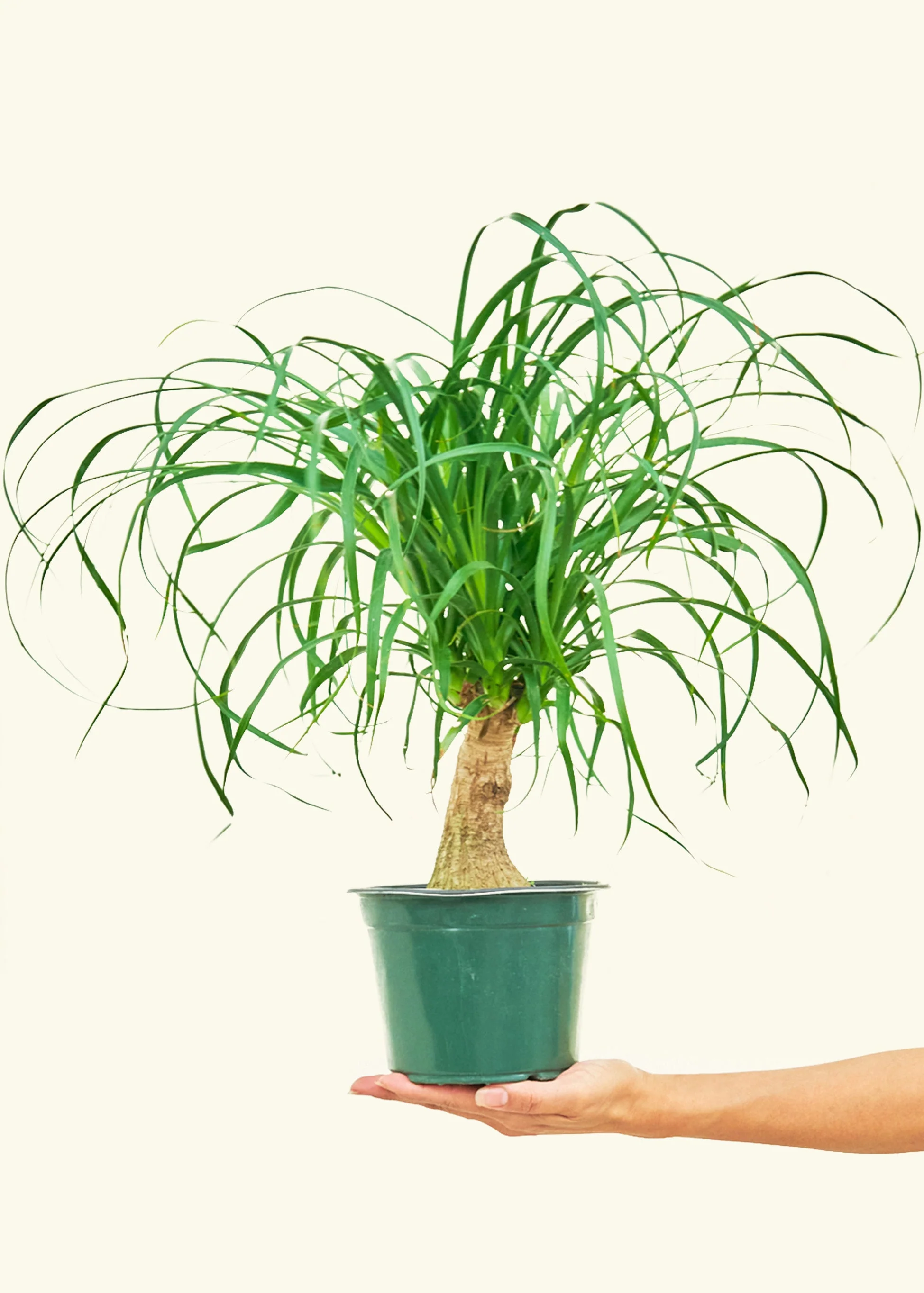 Ponytail Palm - Image 41