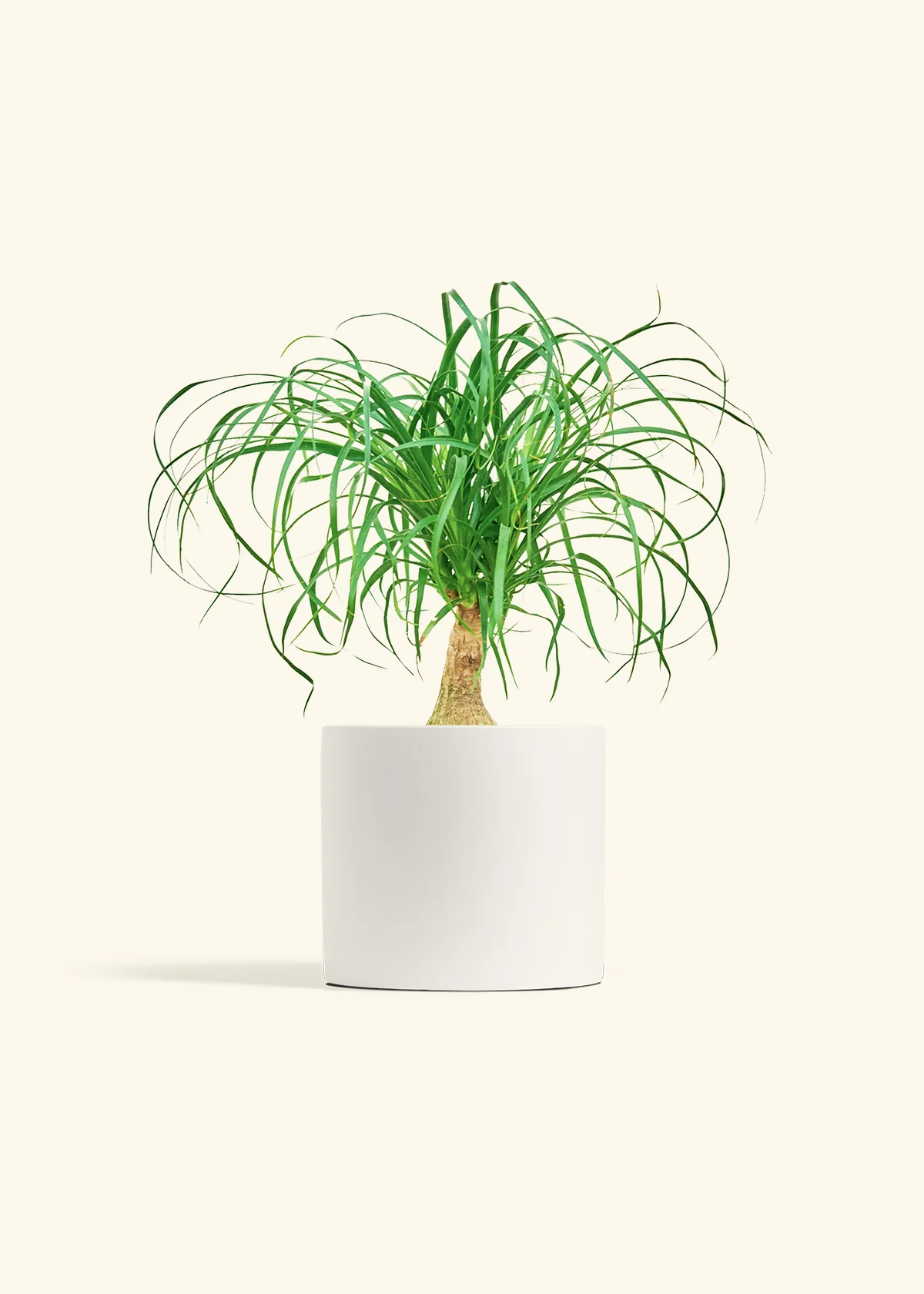 Ponytail Palm - Image 42