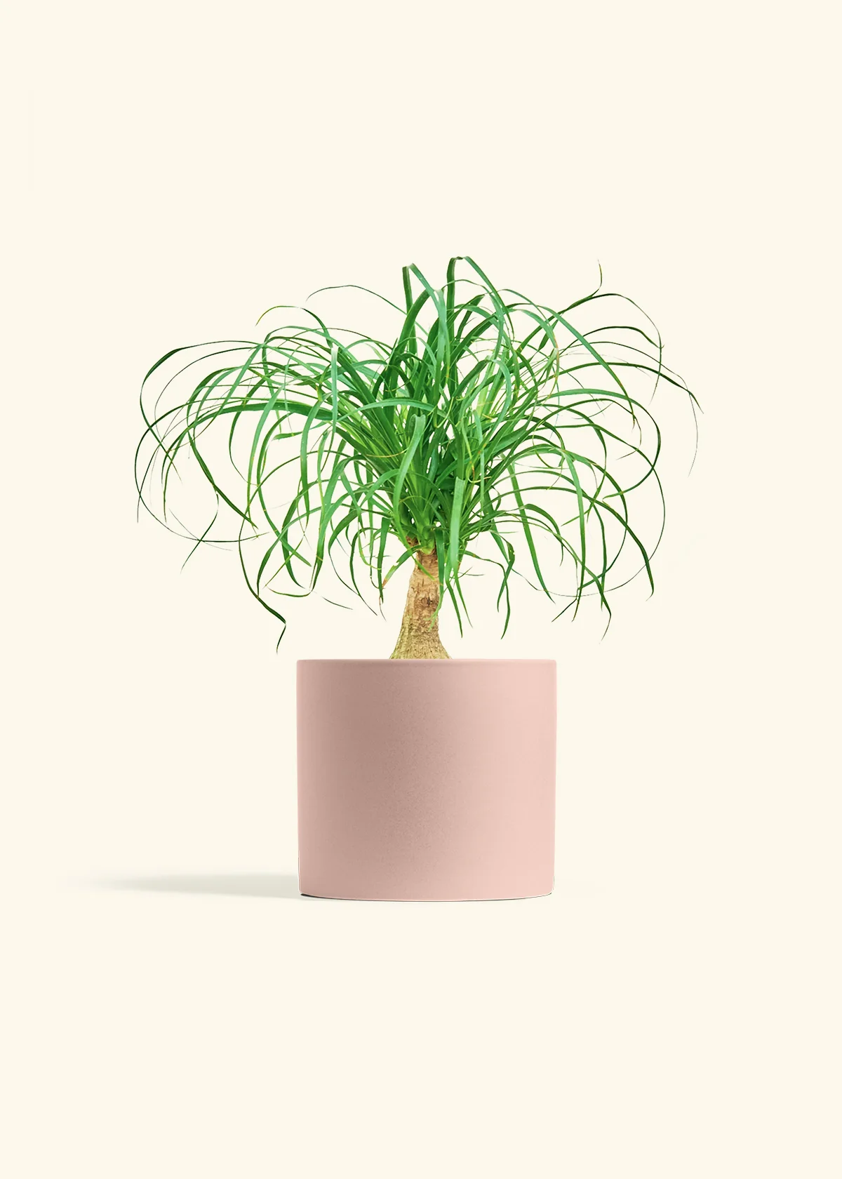 Ponytail Palm - Image 43