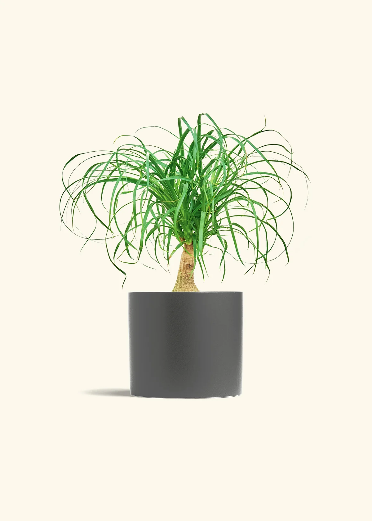 Ponytail Palm - Image 44