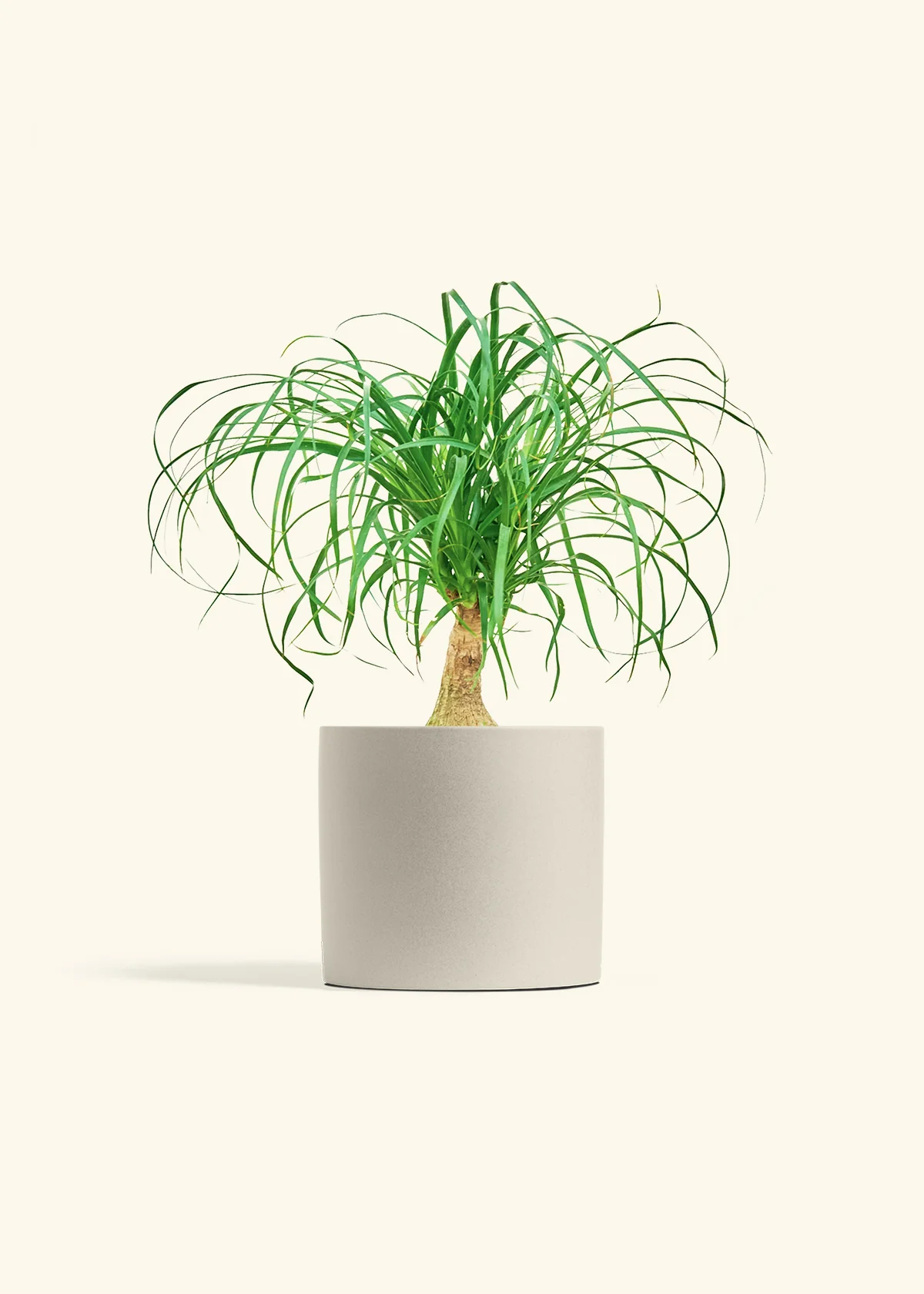 Ponytail Palm - Image 45