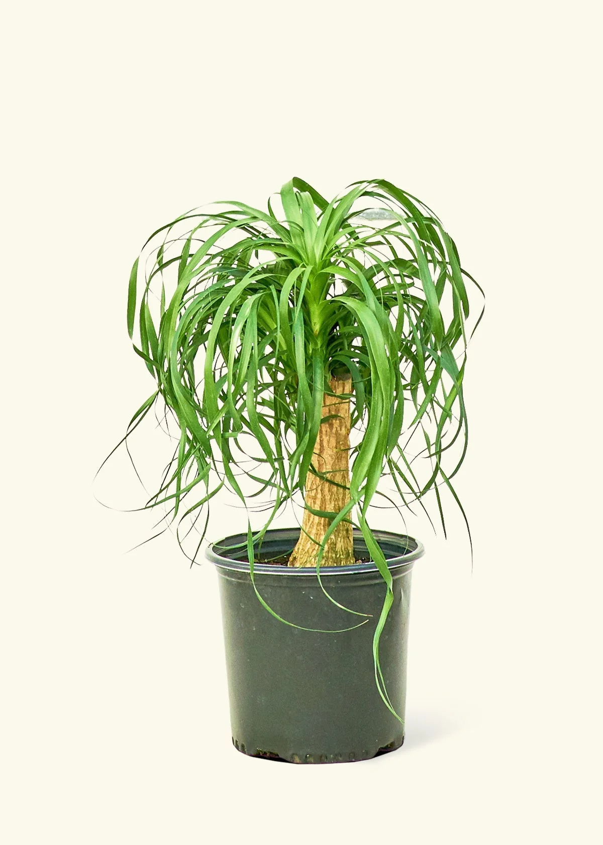 Ponytail Palm - Image 46