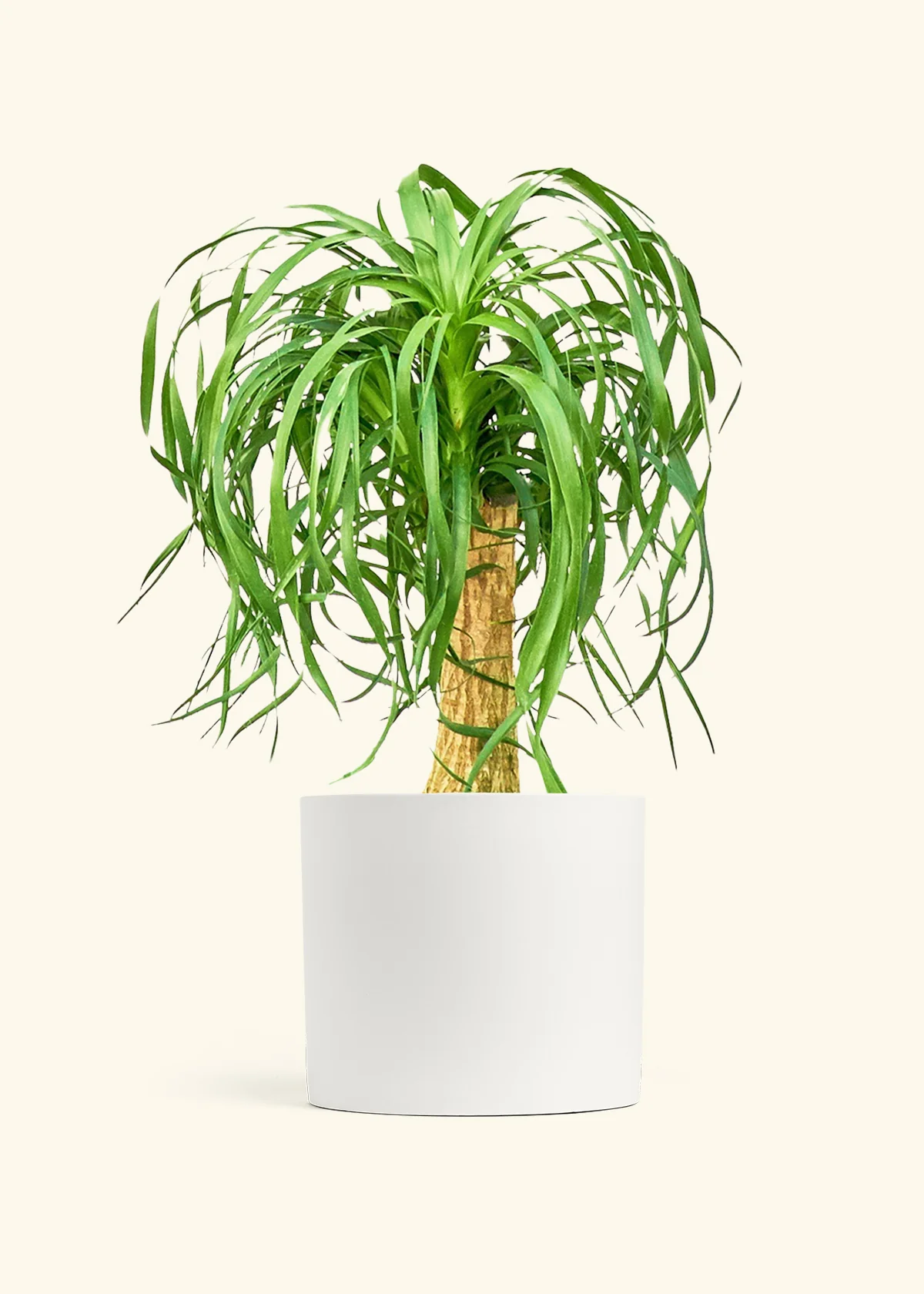 Ponytail Palm - Image 48
