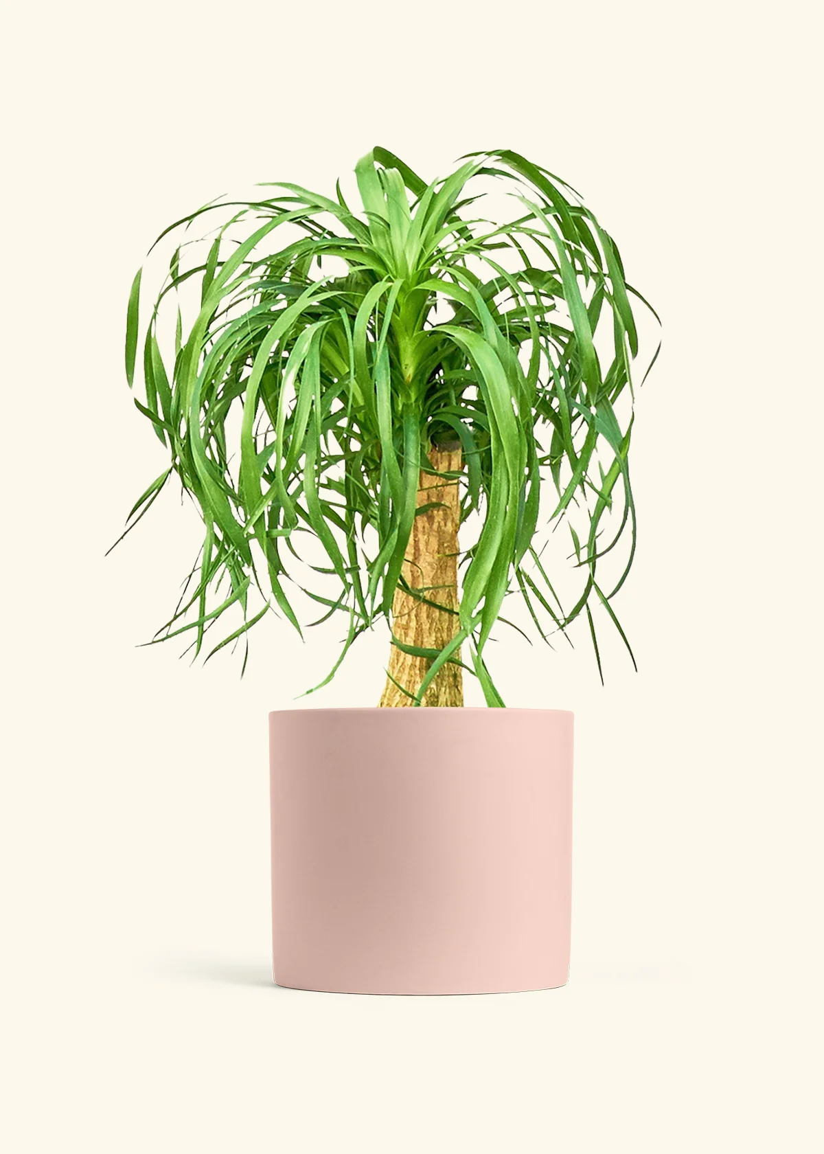 Ponytail Palm - Image 49