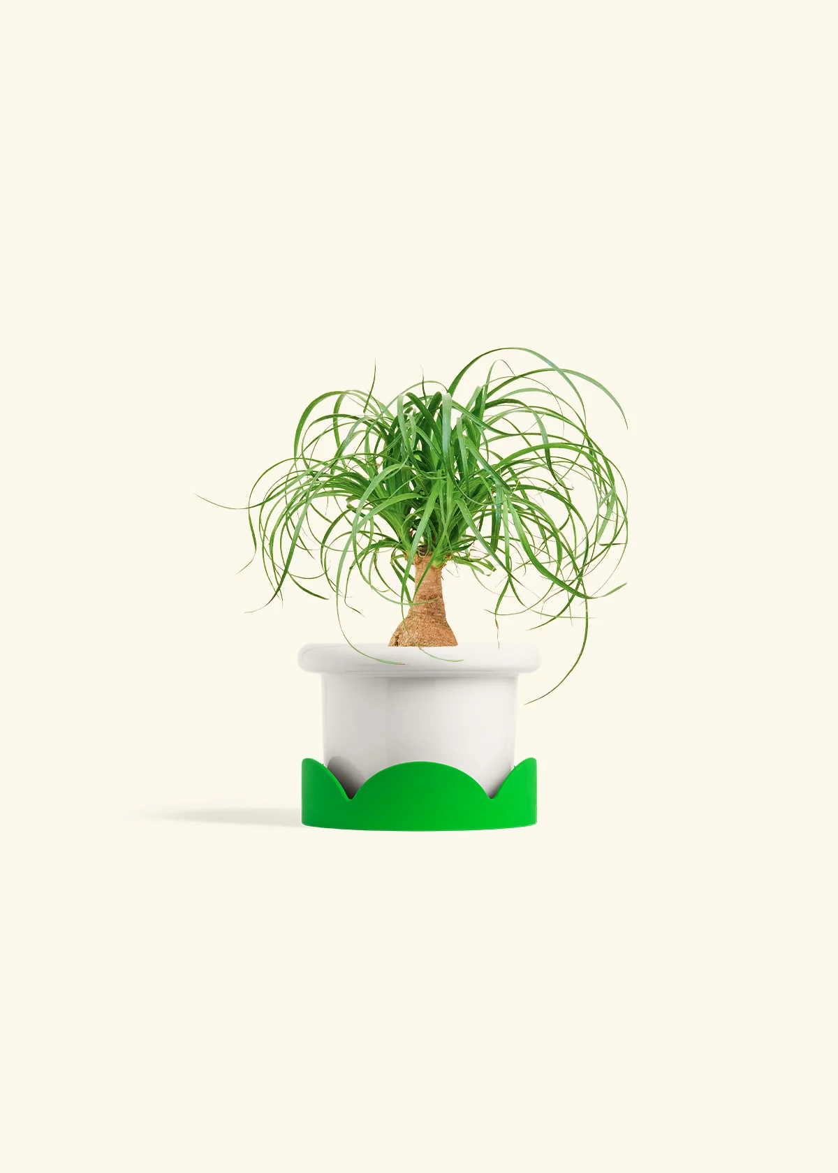 Ponytail Palm - Image 5