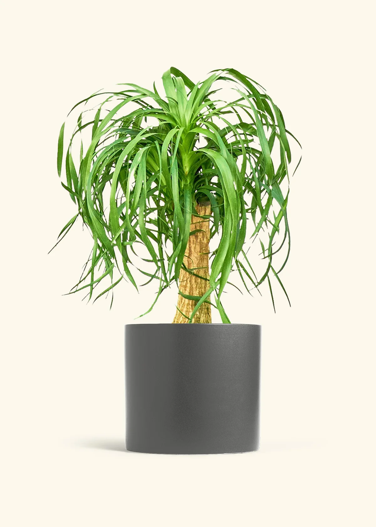 Ponytail Palm - Image 50