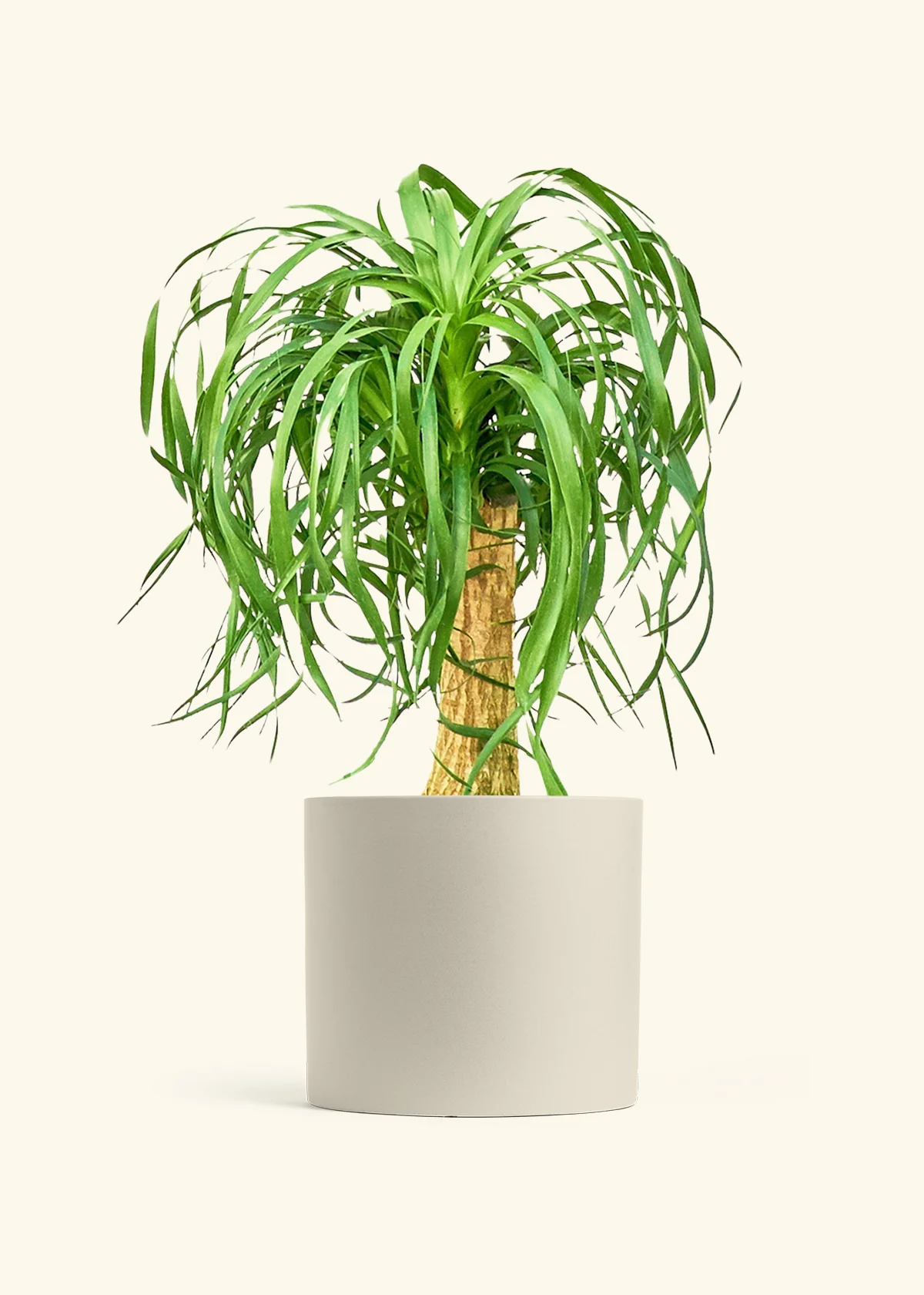Ponytail Palm - Image 51