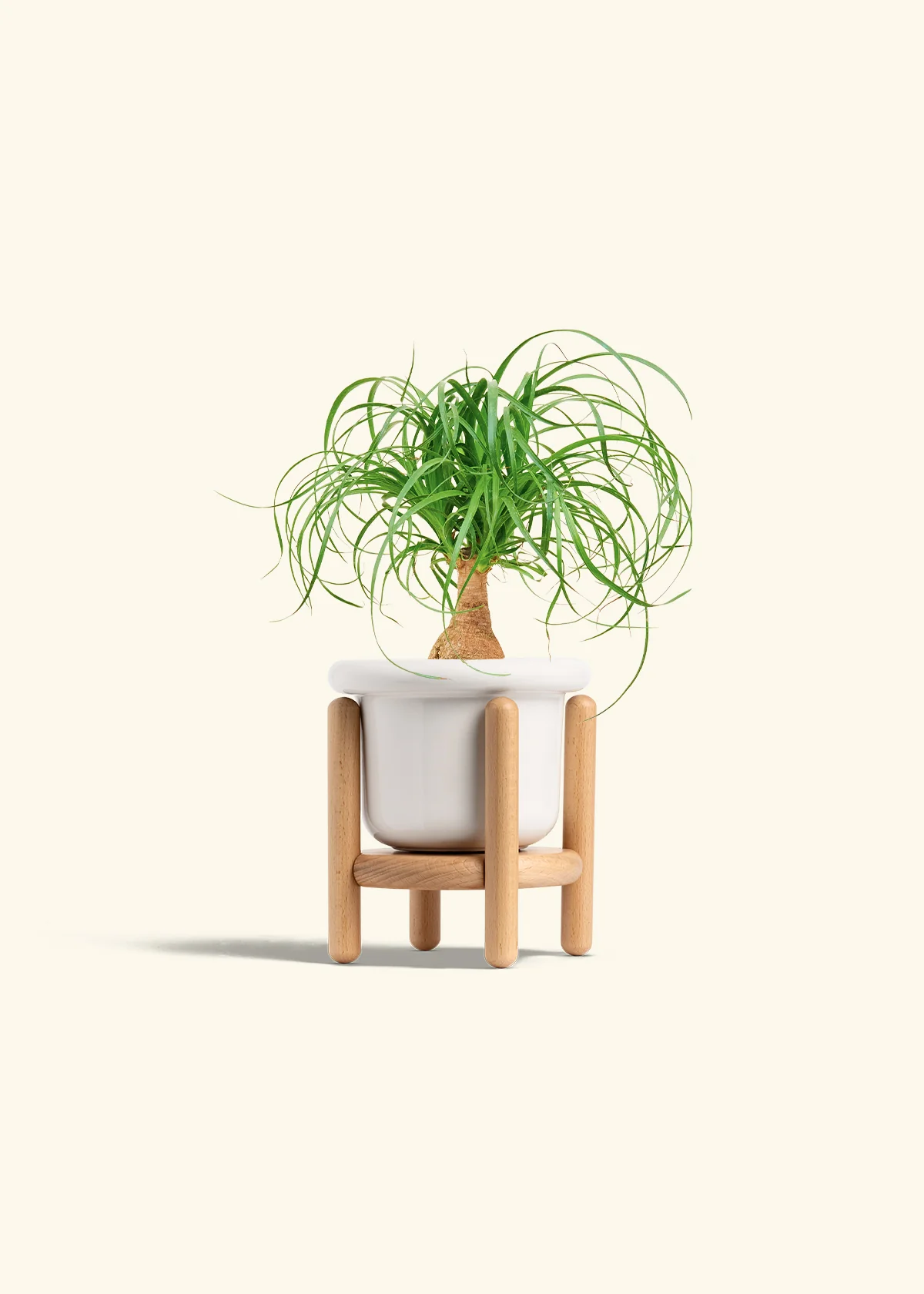 Ponytail Palm - Image 7