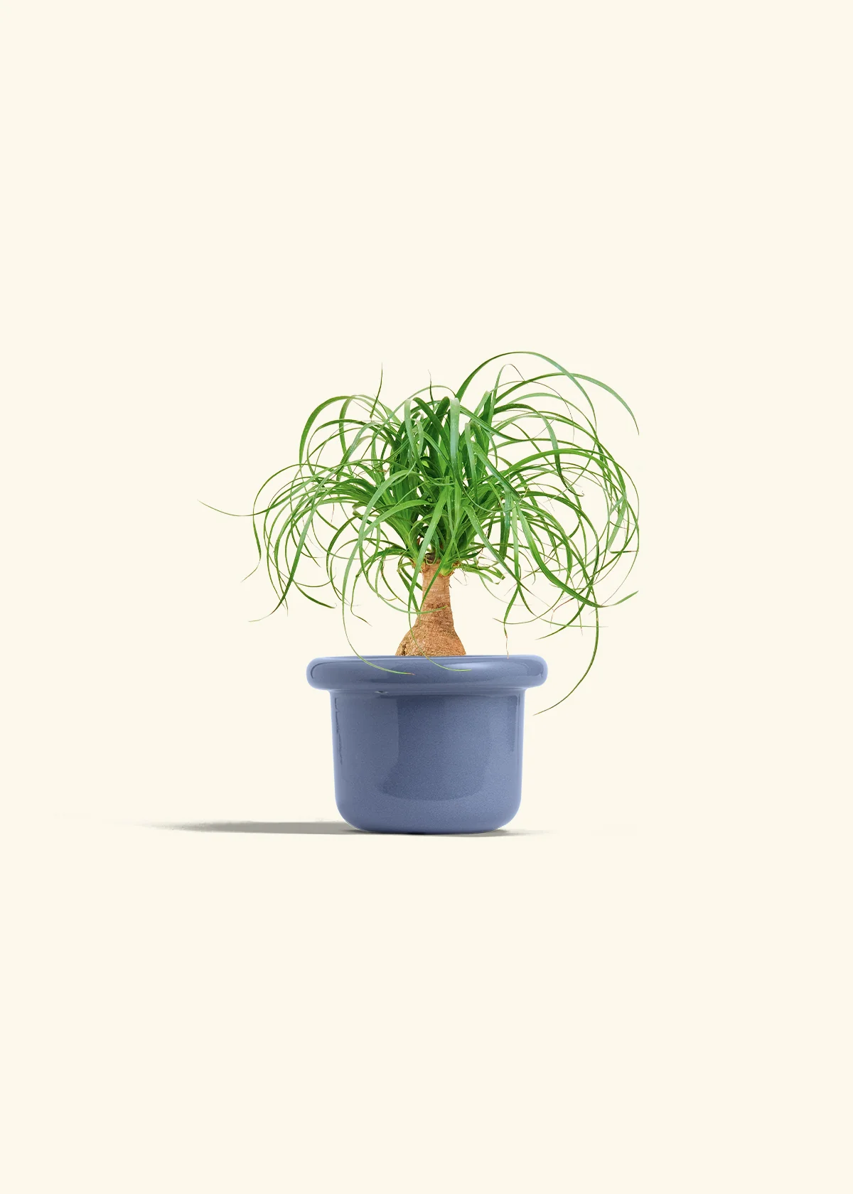 Ponytail Palm - Image 8