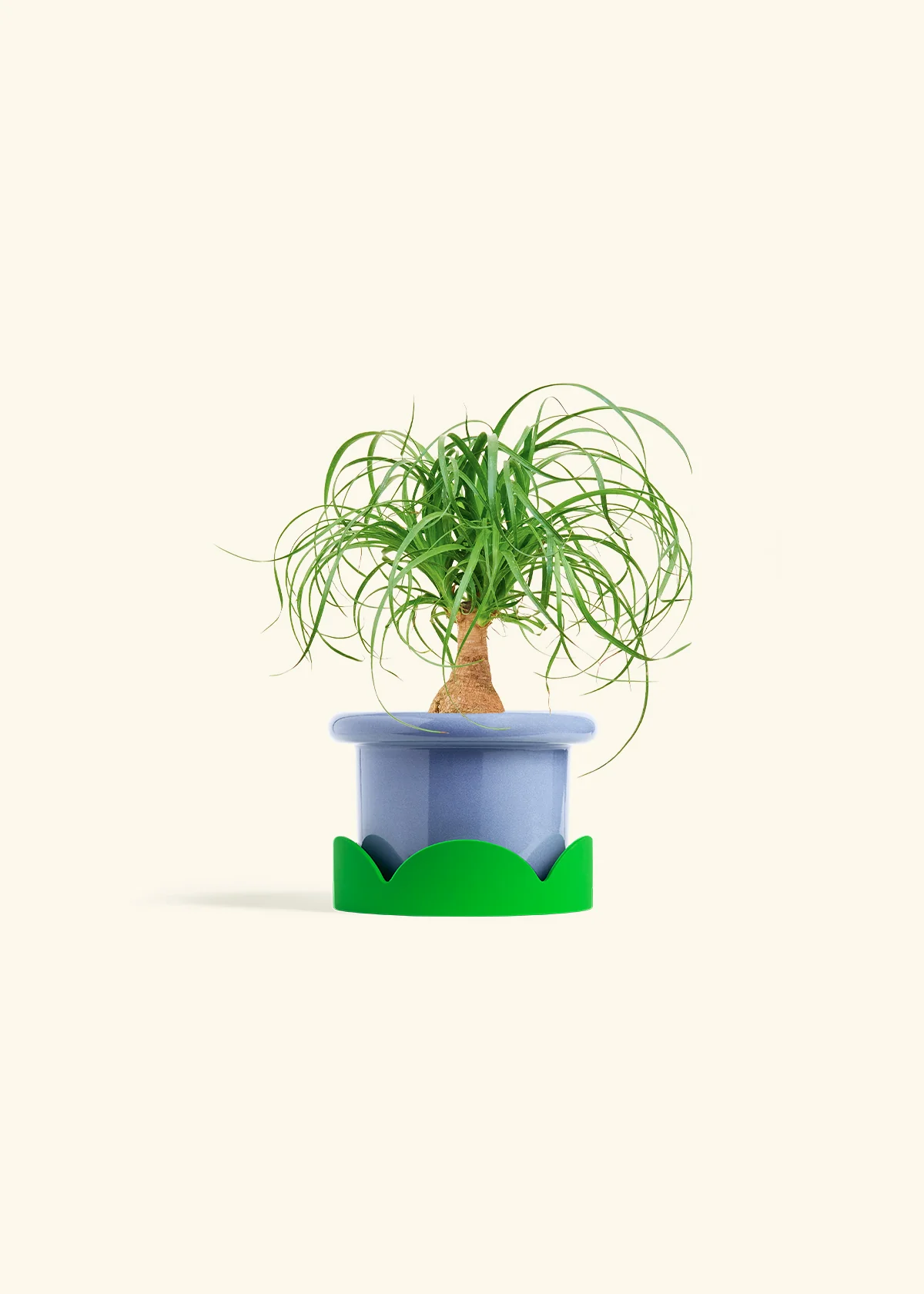 Ponytail Palm - Image 9