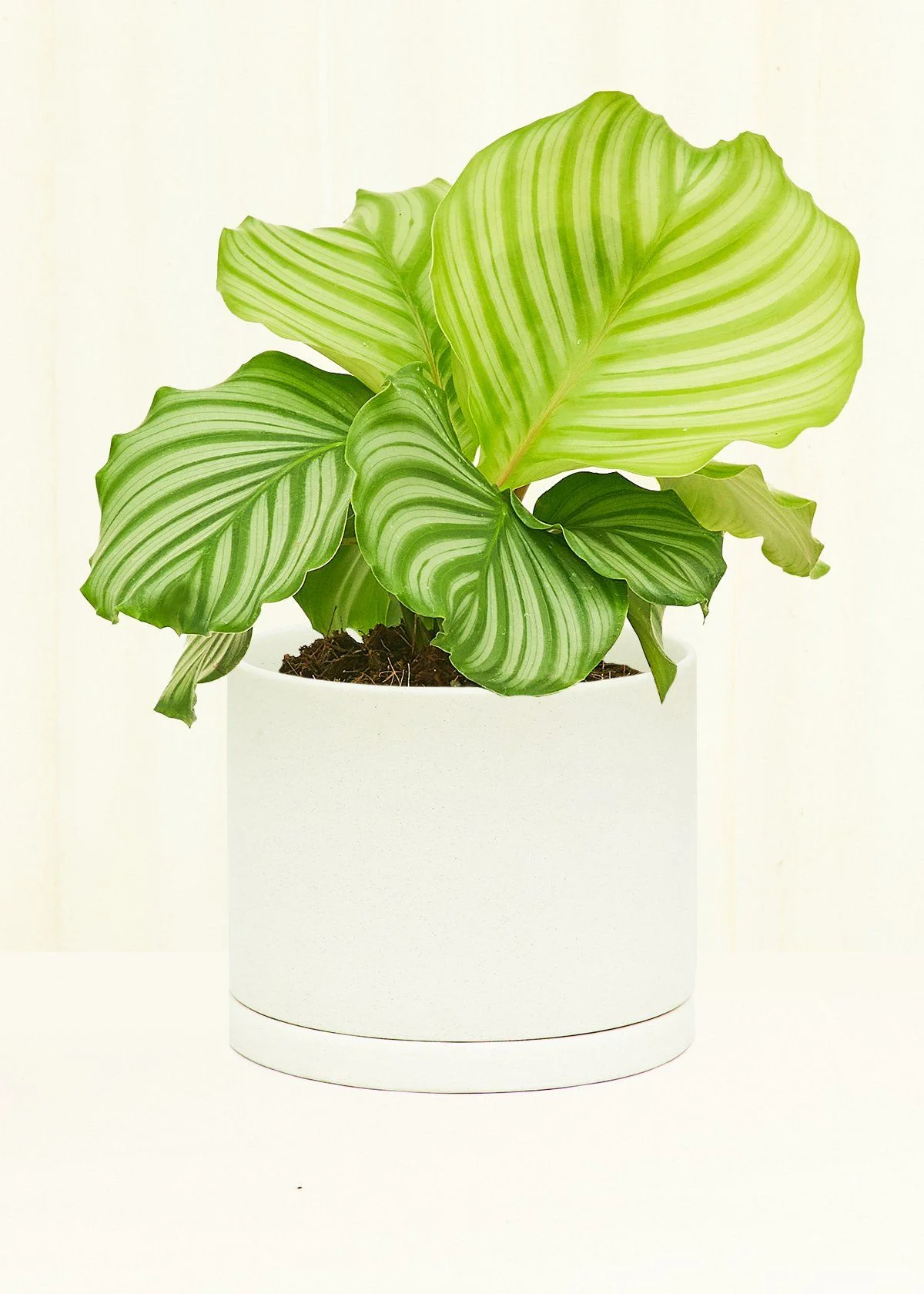 Porcelain Planter - Image 4