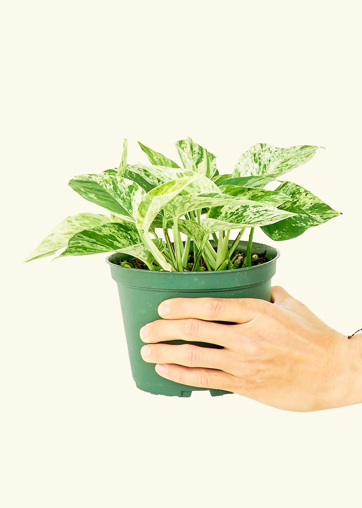 Pothos 'Marble Queen' - Image 10