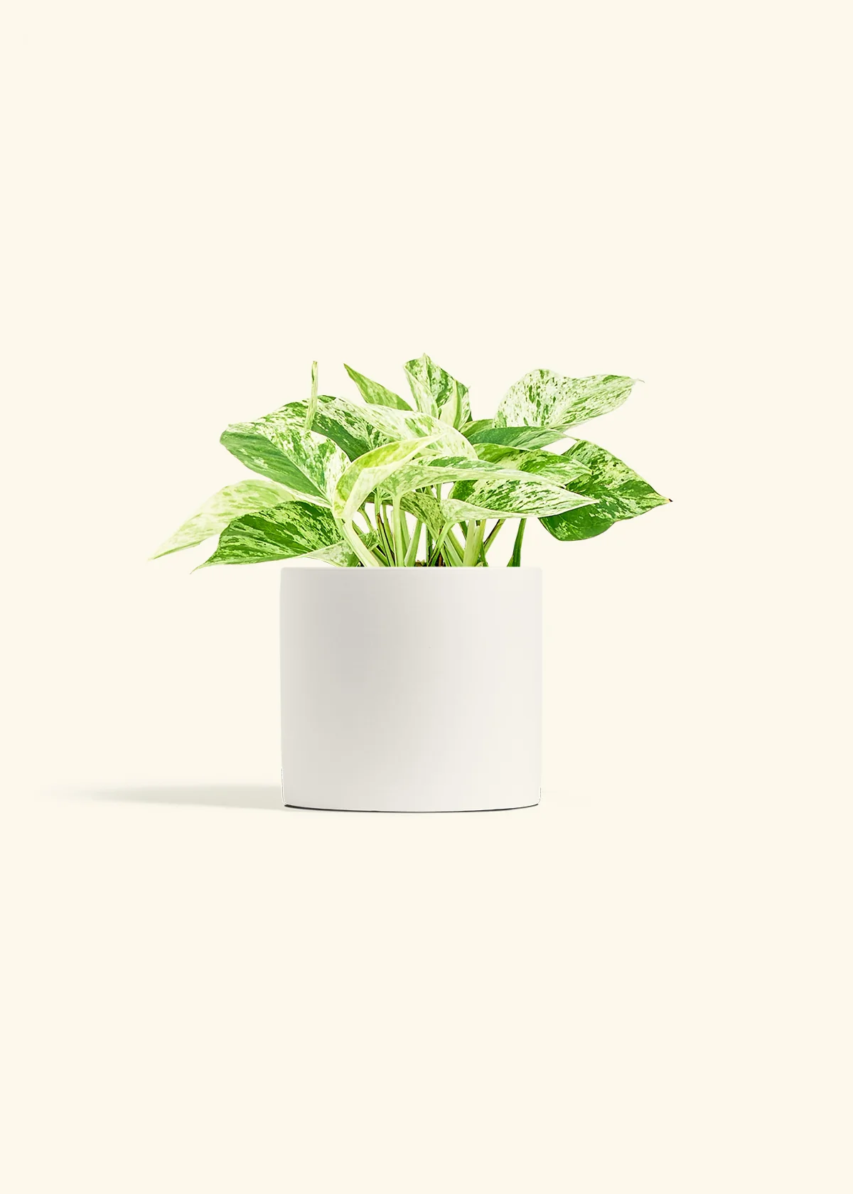 Pothos 'Marble Queen' - Image 11