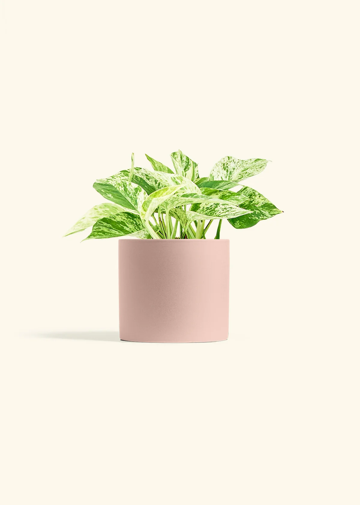 Pothos 'Marble Queen' - Image 12