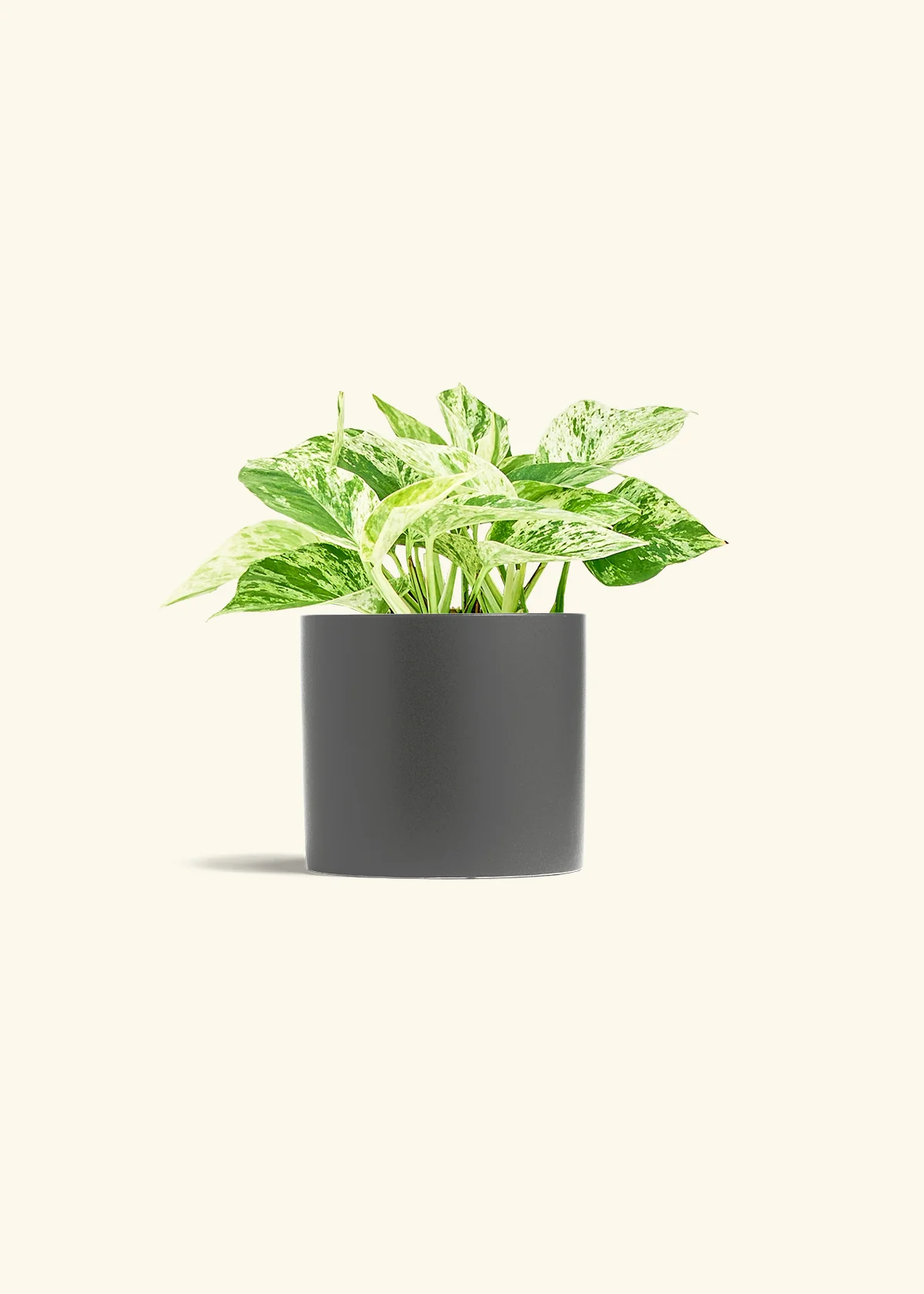 Pothos 'Marble Queen' - Image 13