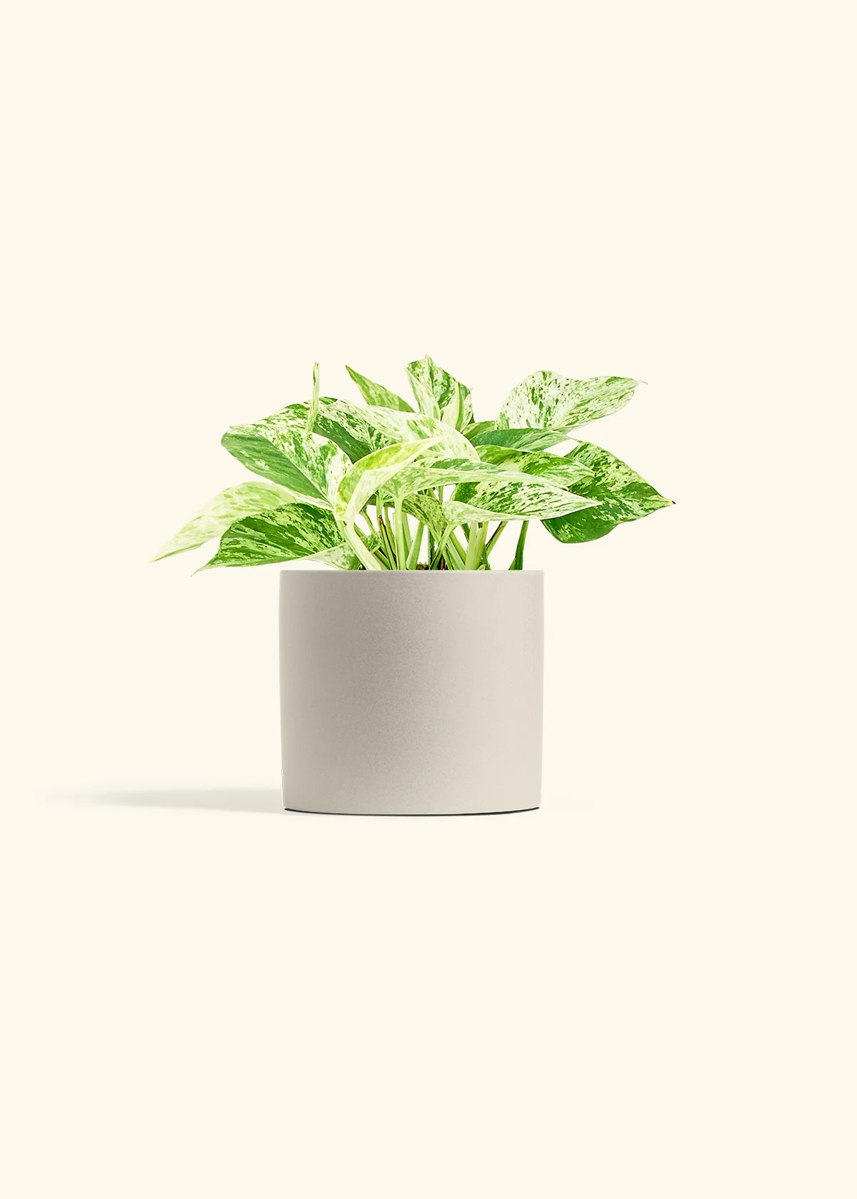 Pothos 'Marble Queen' - Image 14