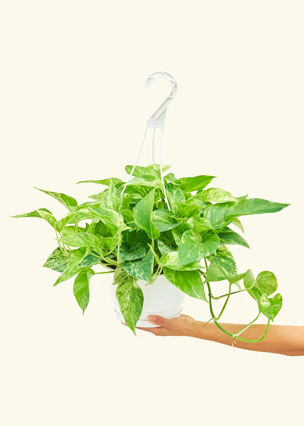 Pothos 'Marble Queen' - Image 15