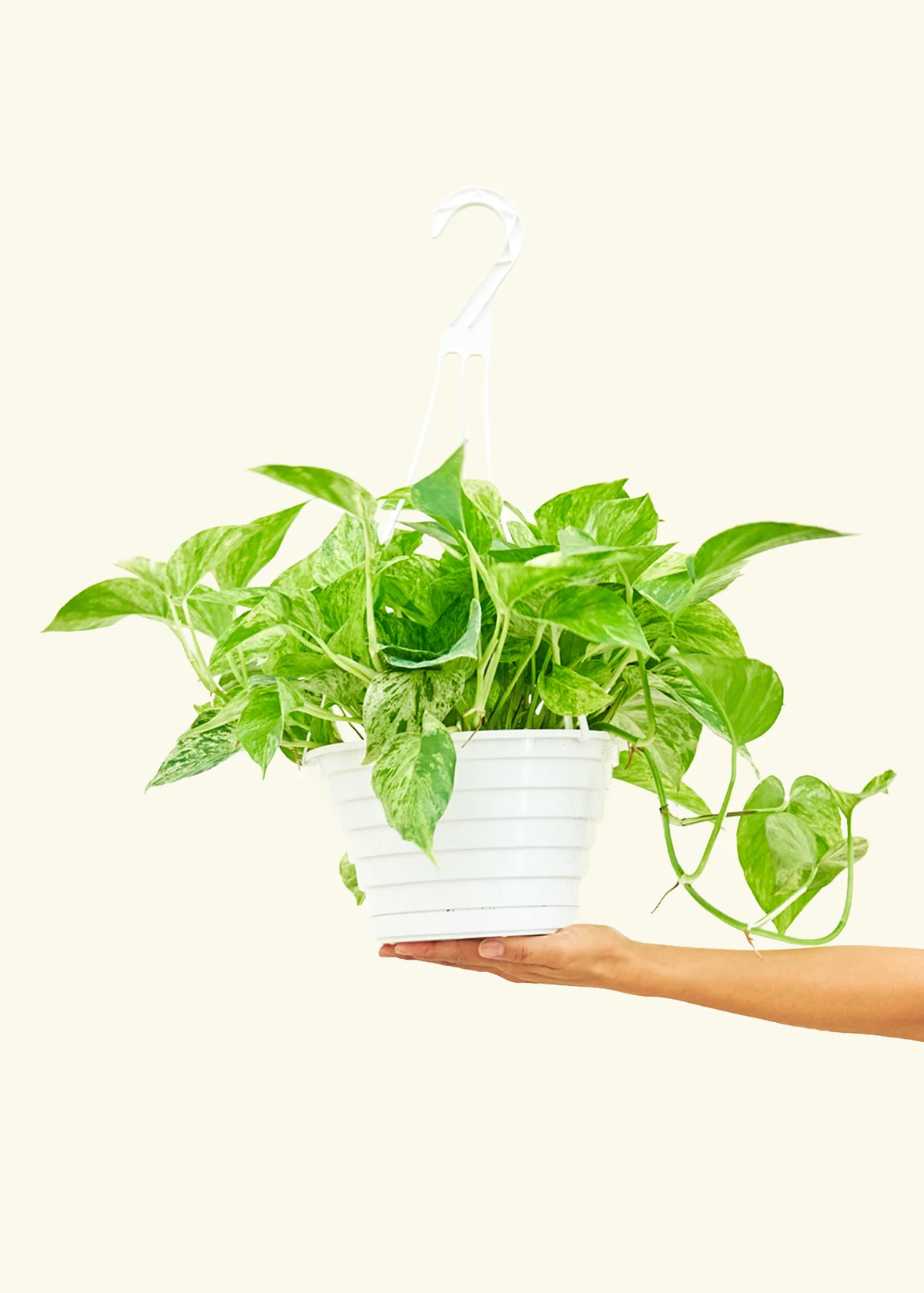 Pothos 'Marble Queen' - Image 16