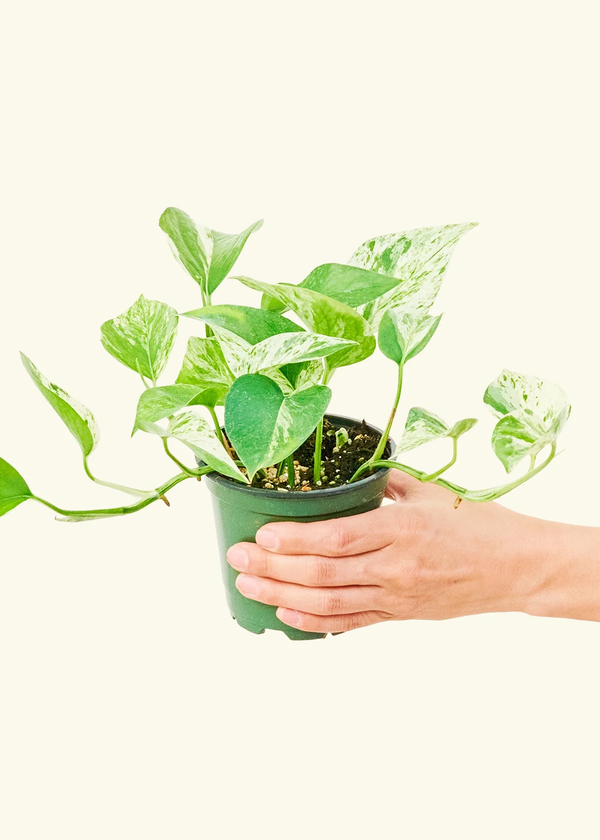 Pothos 'Marble Queen' - Image 3