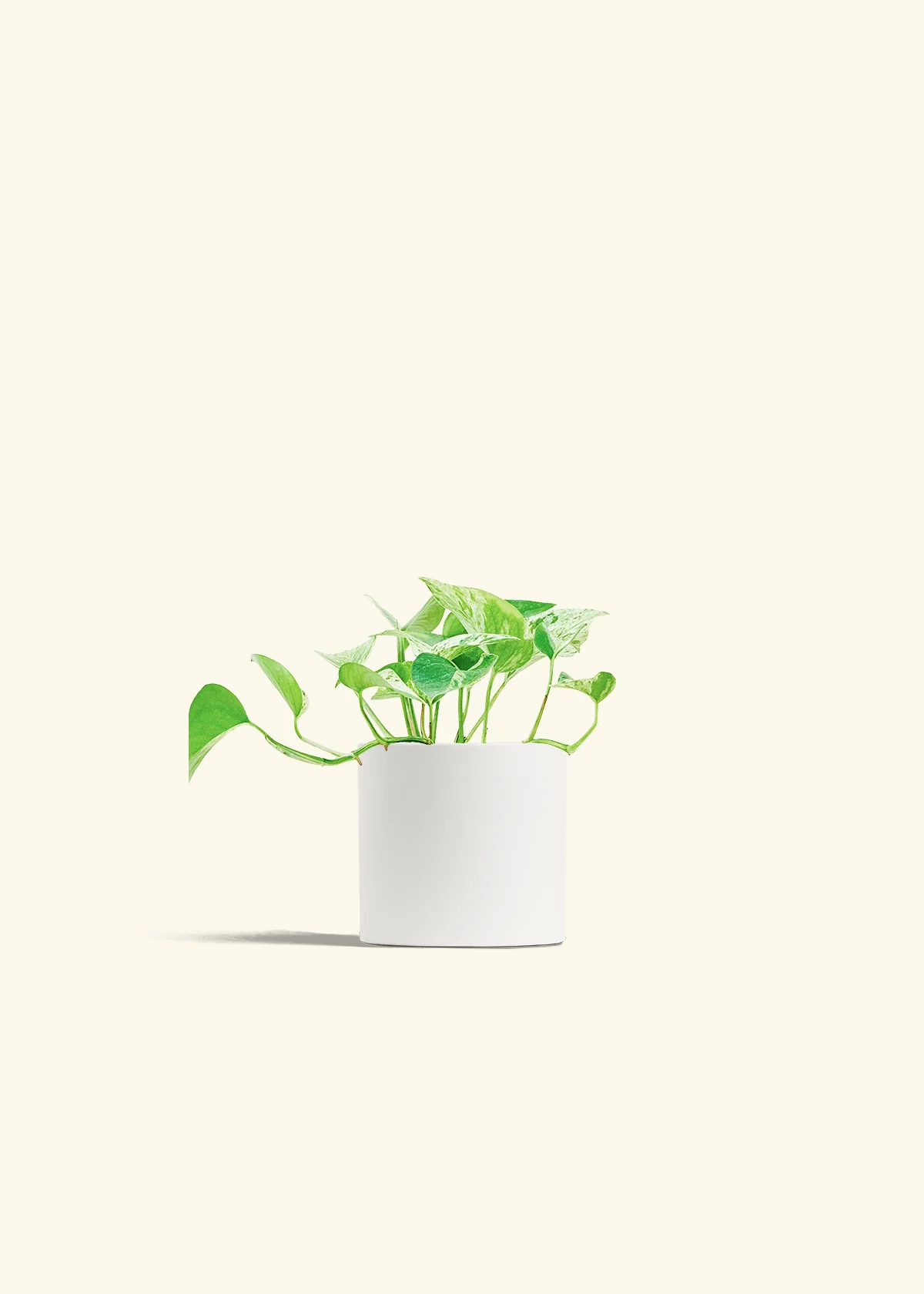 Pothos 'Marble Queen' - Image 4