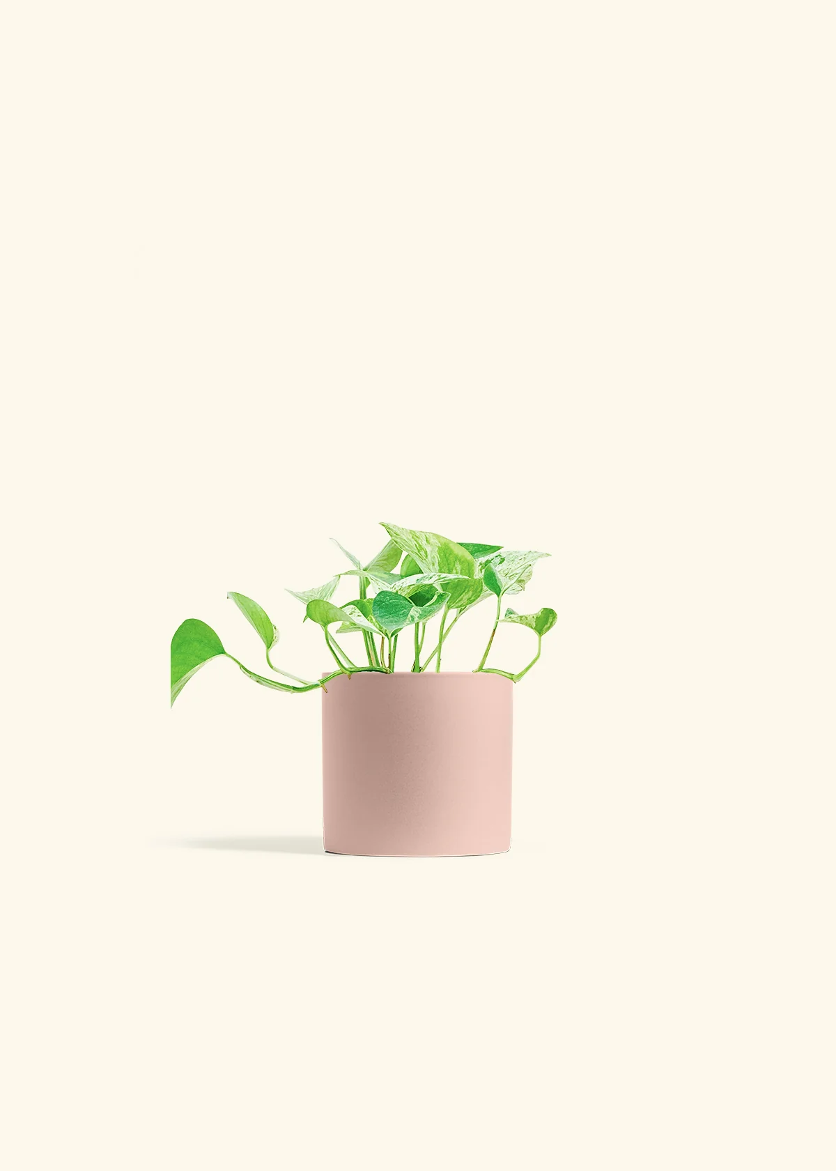 Pothos 'Marble Queen' - Image 5