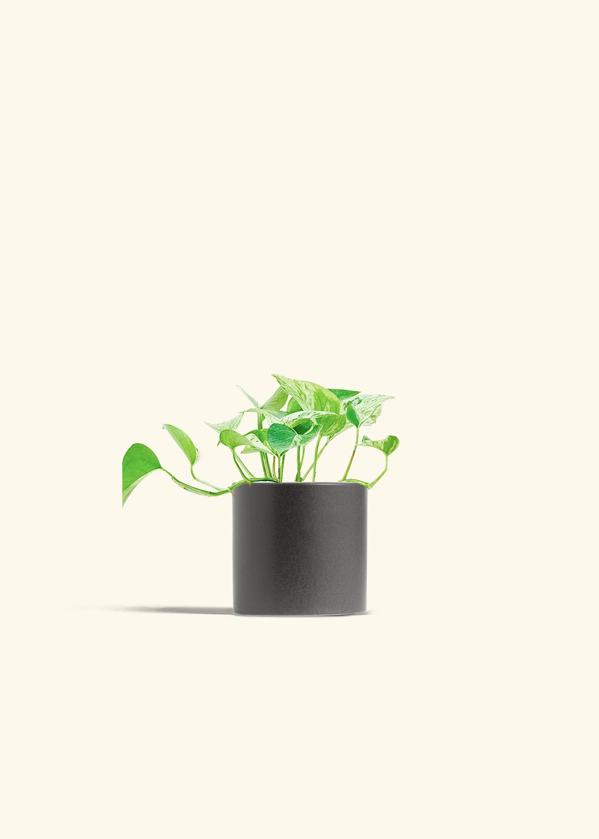 Pothos 'Marble Queen' - Image 6