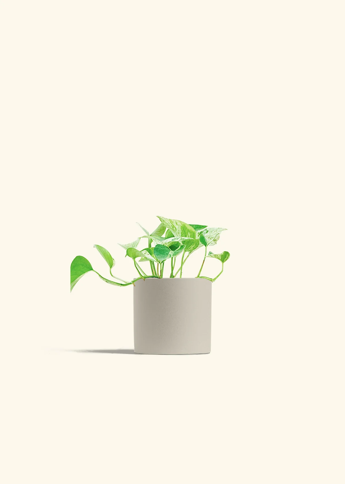 Pothos 'Marble Queen' - Image 7