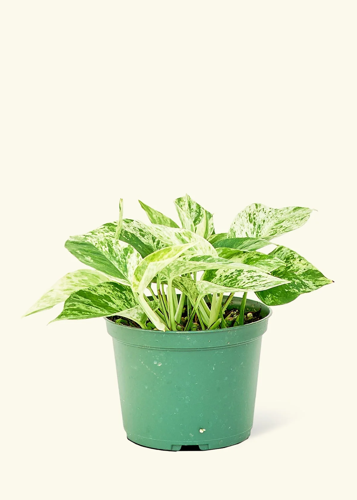 Pothos 'Marble Queen' - Image 8