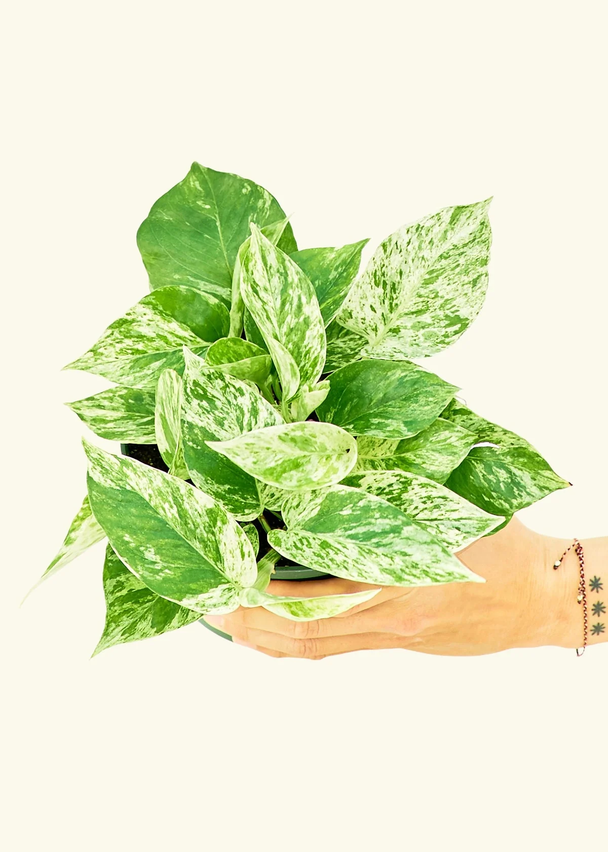 Pothos 'Marble Queen' - Image 9