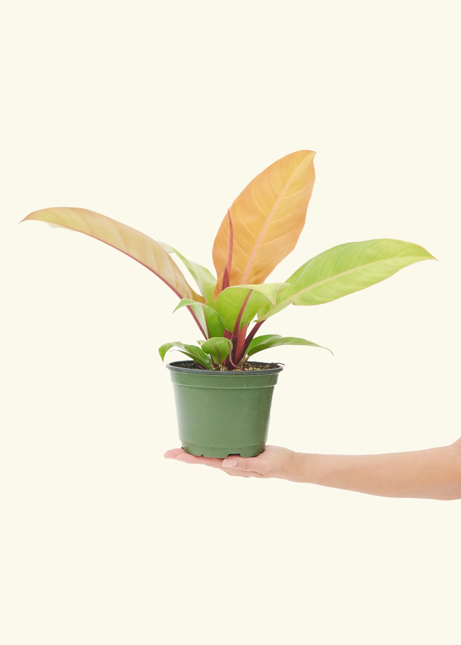 Philodendron Prince of Orange - Image 10