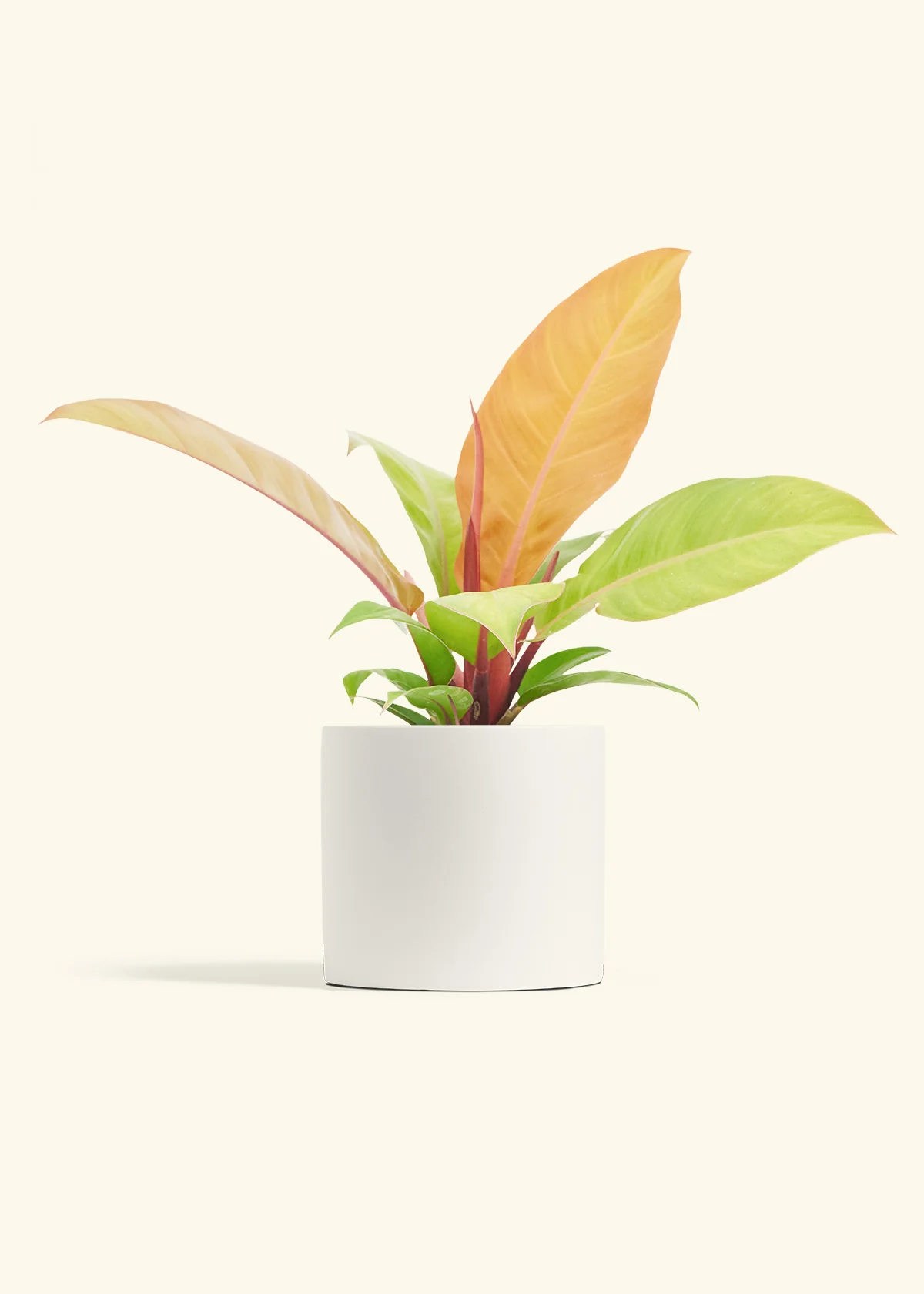 Philodendron Prince of Orange - Image 11