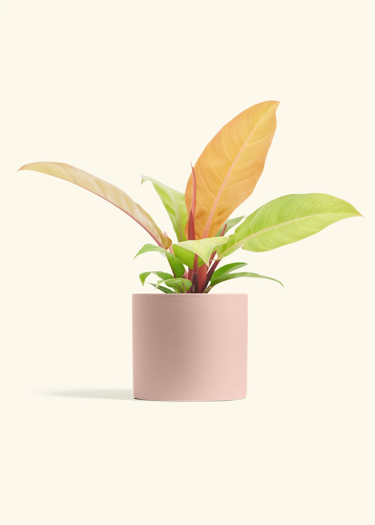Philodendron Prince of Orange - Image 12