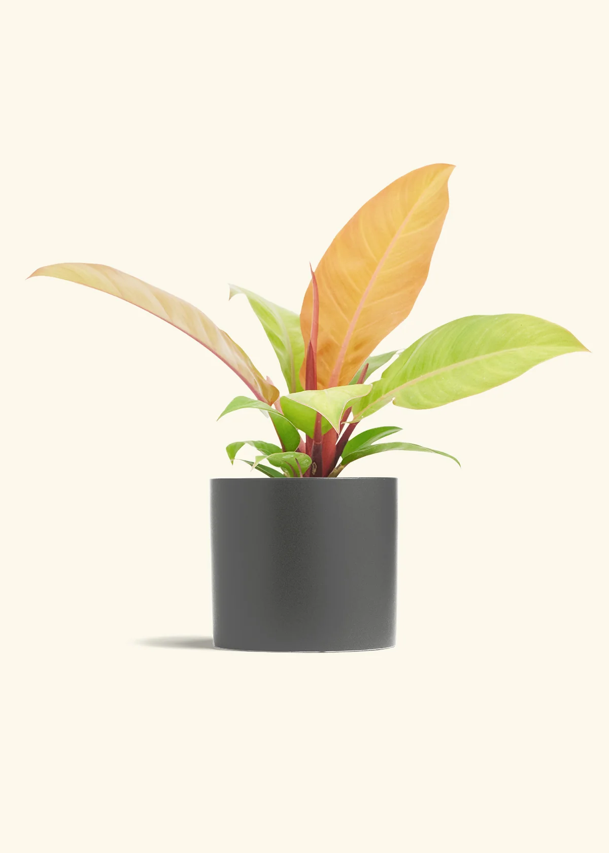 Philodendron Prince of Orange - Image 13