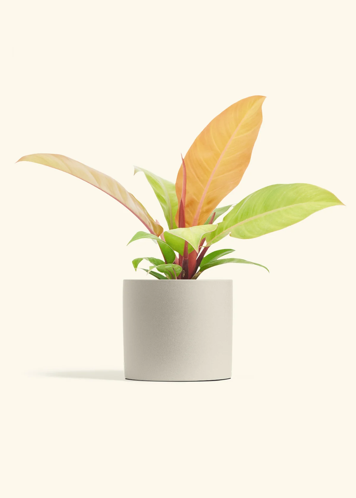 Philodendron Prince of Orange - Image 14
