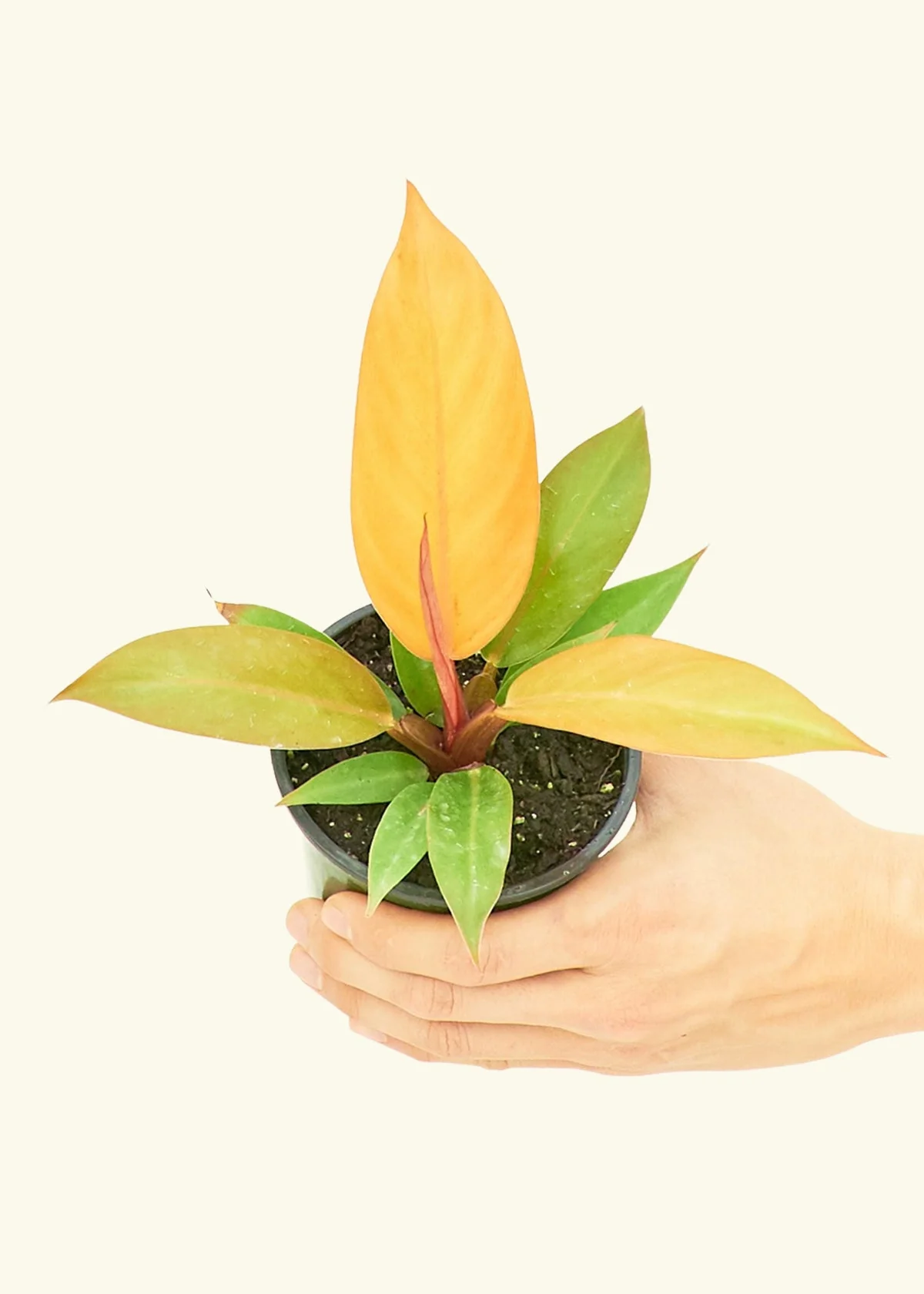 Philodendron Prince of Orange - Image 3