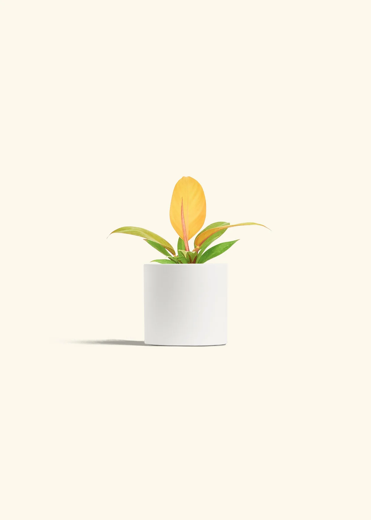 Philodendron Prince of Orange - Image 4