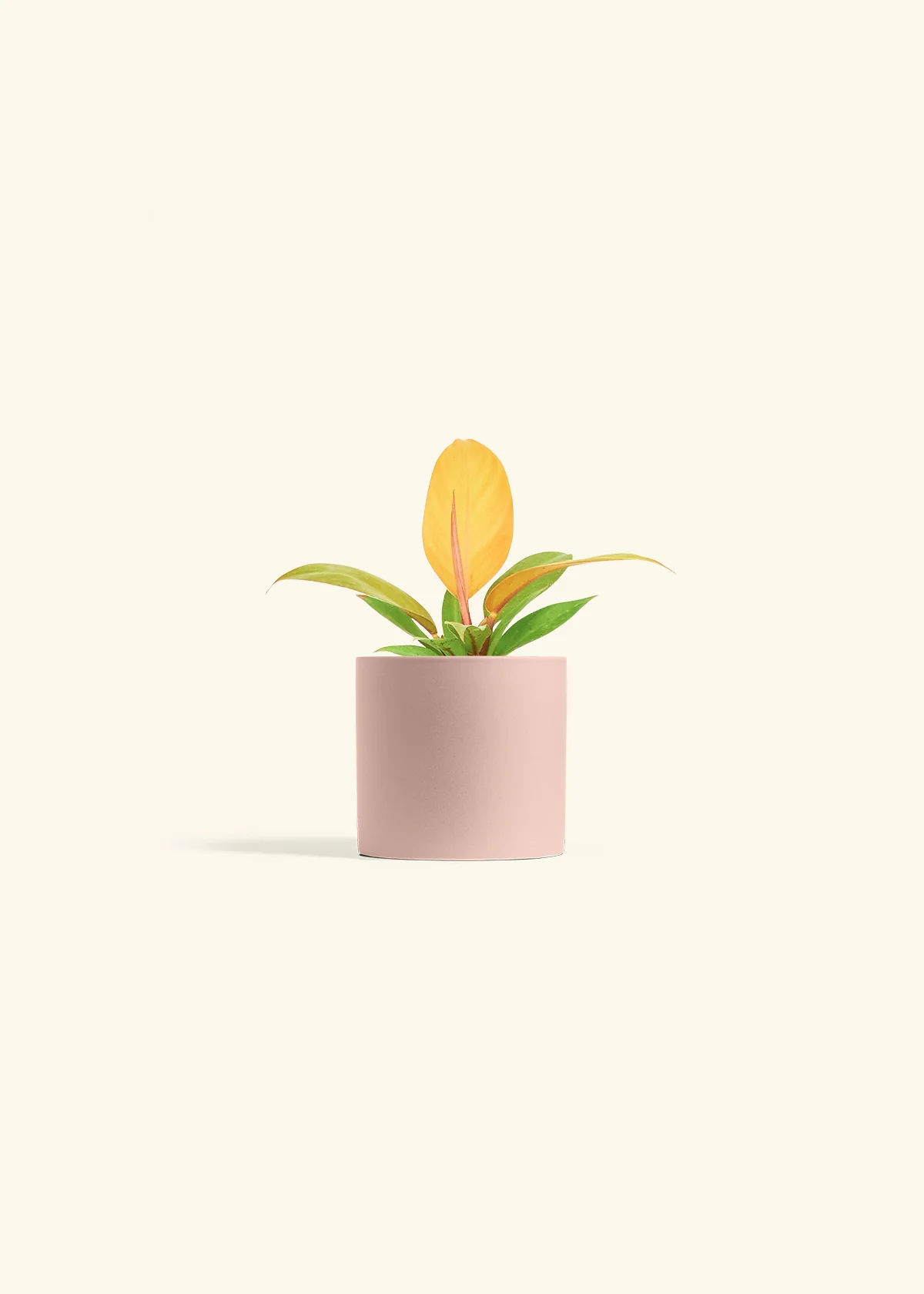 Philodendron Prince of Orange - Image 5